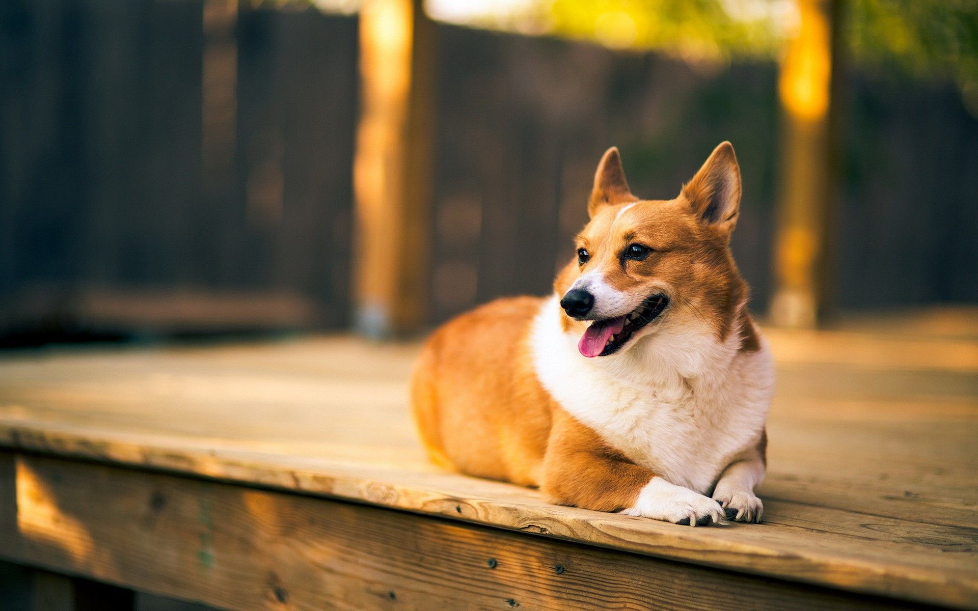 Dogs, Welsh Corgi Gallery HD Wallpaper