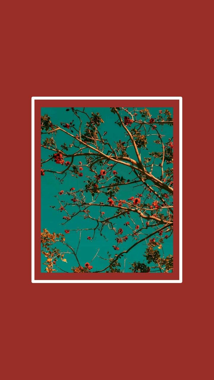 A tree branch with red flowers against a blue sky - 90s