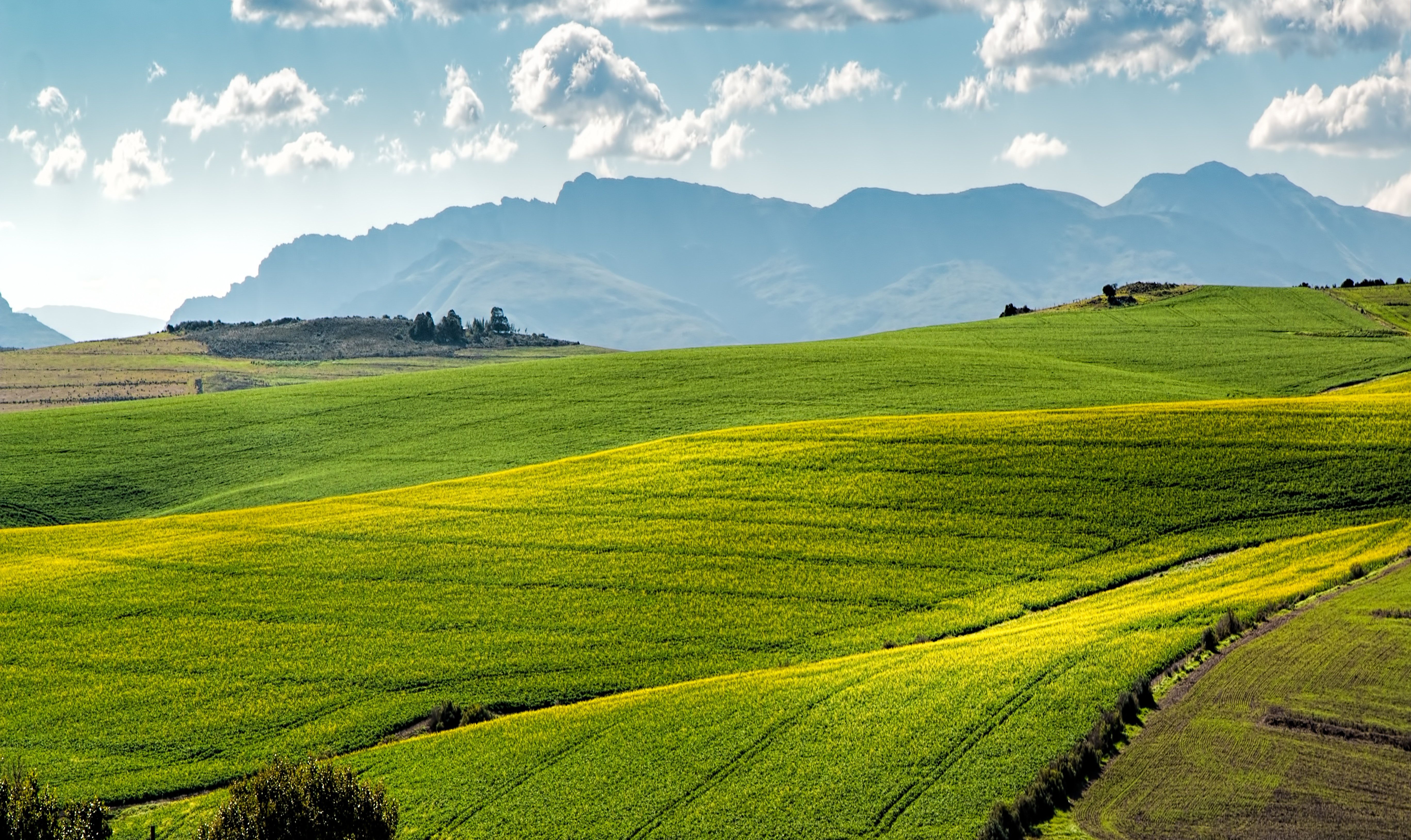 A landscape of a green field with yellow flowers and mountains in the background. - Farm