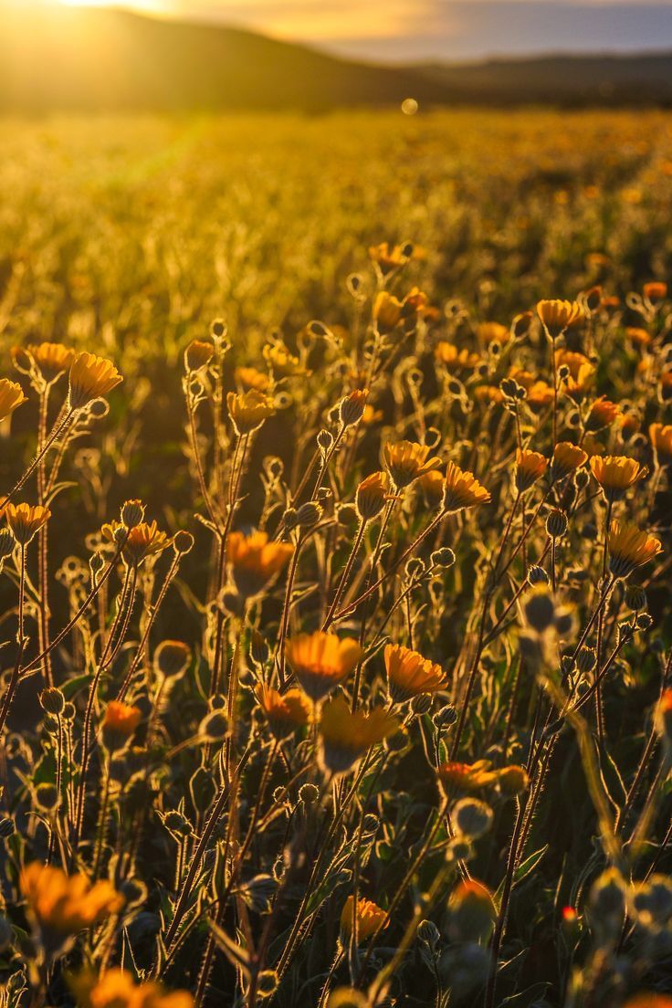 A field of flowers in the sunset - Farm