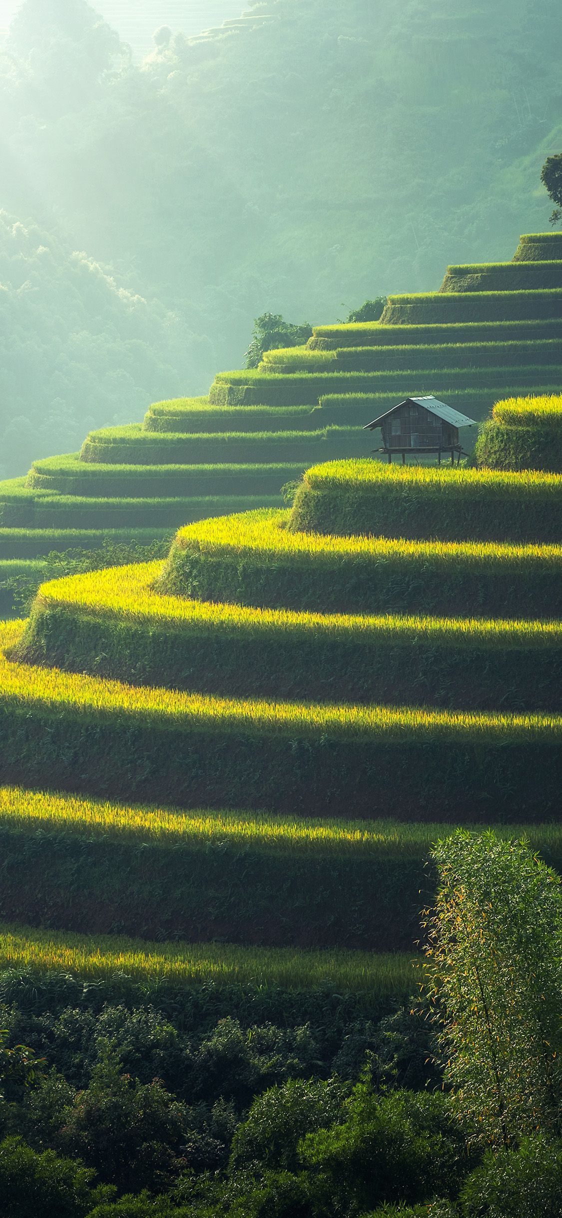 A house on the top of a hill surrounded by rice terraces - Farm