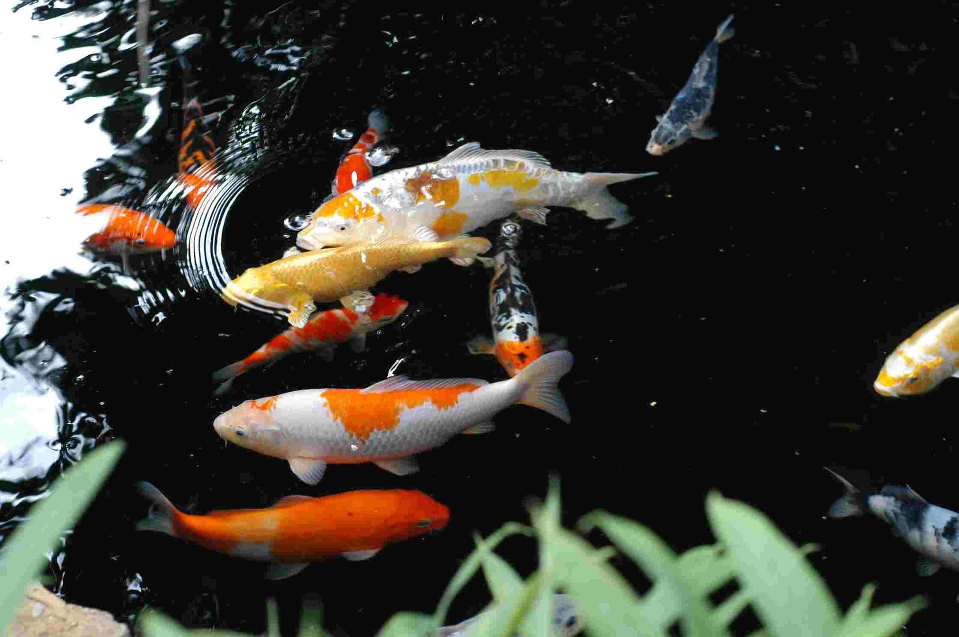 A group of koi fish swimming in a pond - Koi fish