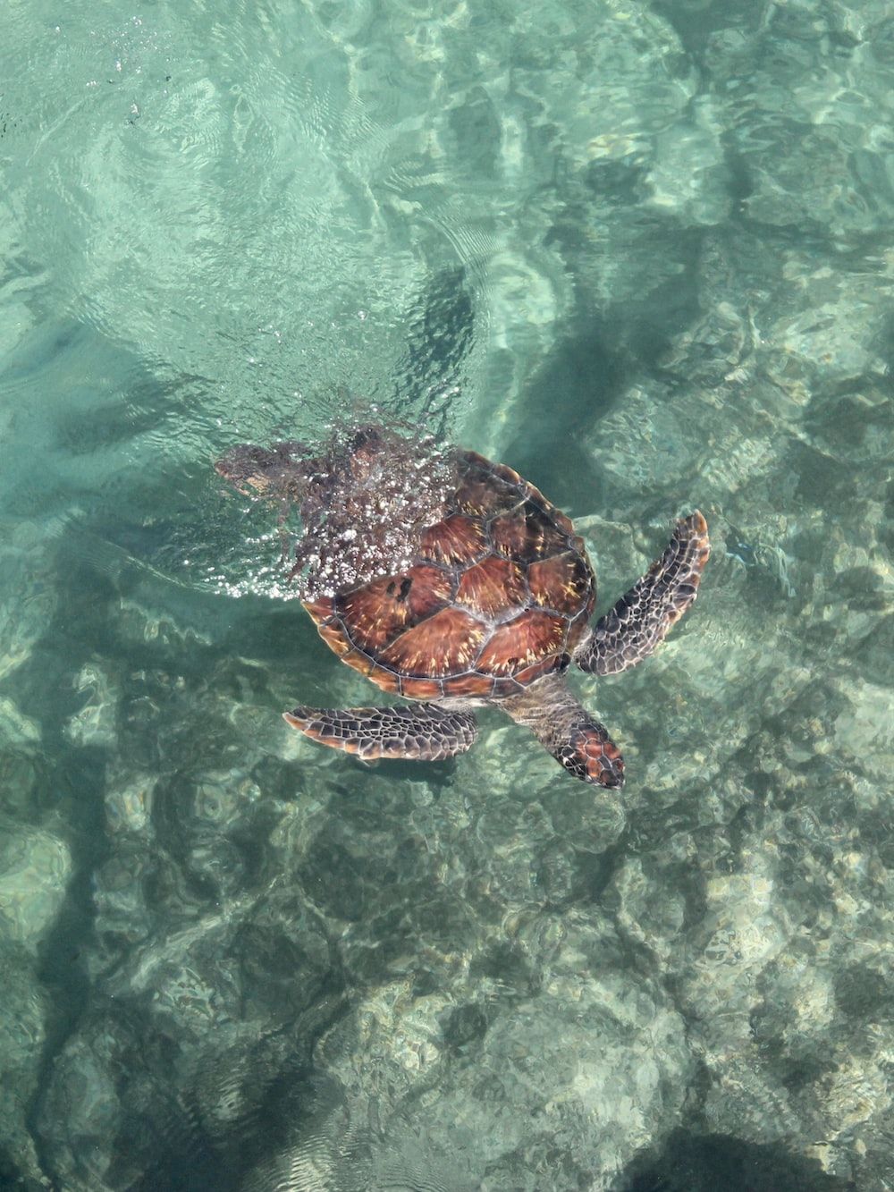 A turtle swimming in the ocean water - Turtle, sea turtle