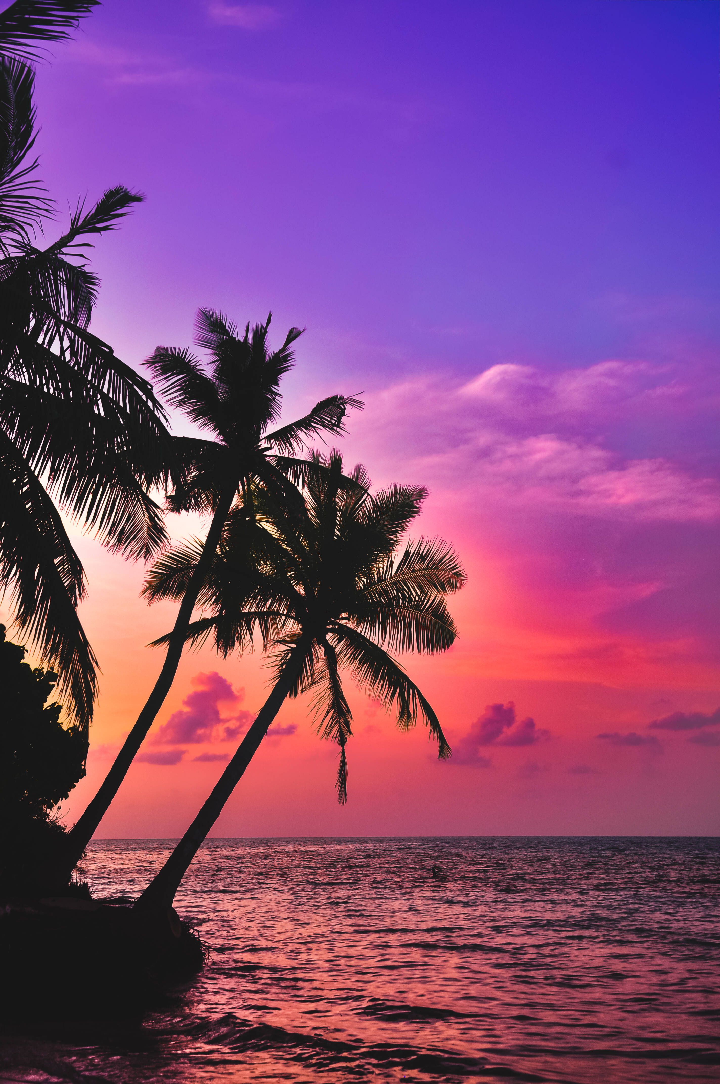 A silhouette of palm trees on a beach with a purple and orange sunset in the background. - Summer, sunset, coconut, tropical
