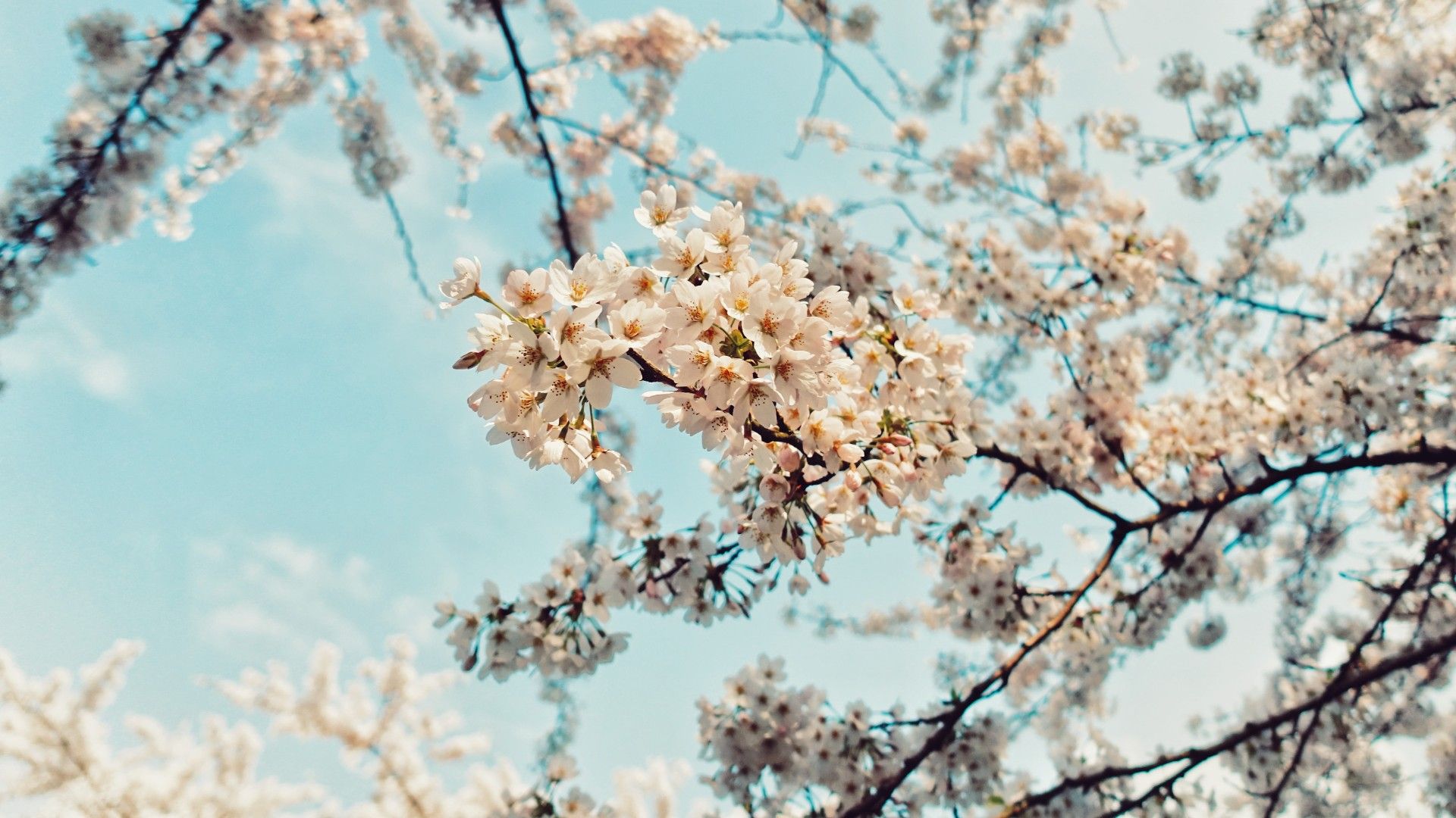 A tree with white flowers in the sky - Spring