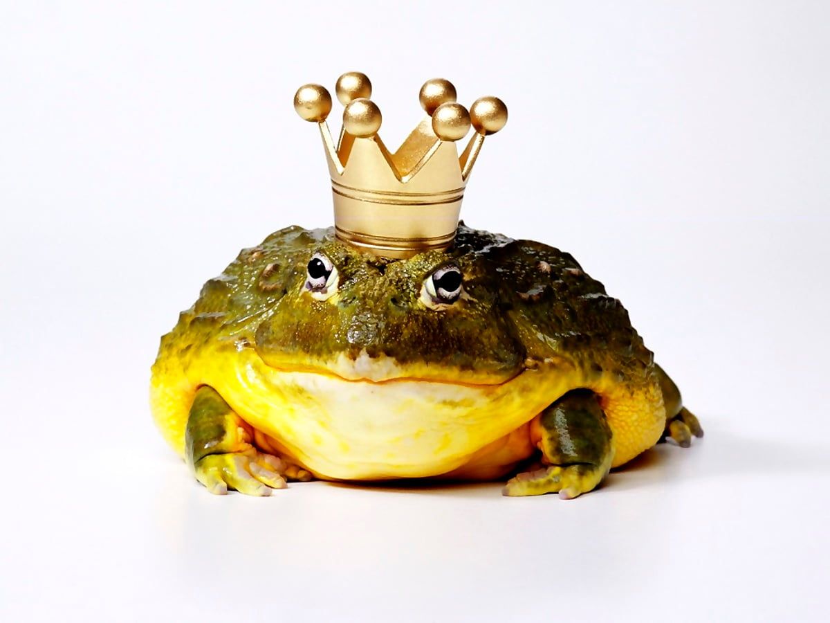 A frog with gold crown on its head - Frog