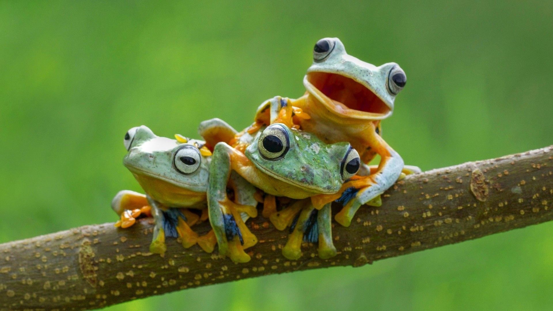 Frogs on a branch wallpaper 1920x1080 - Frog