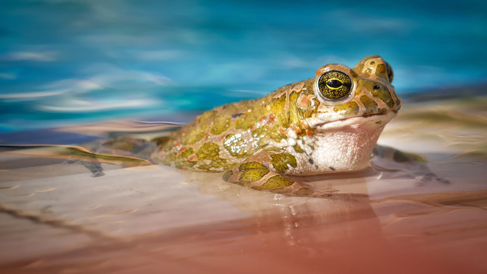 Frog Man Chromebook Wallpaper