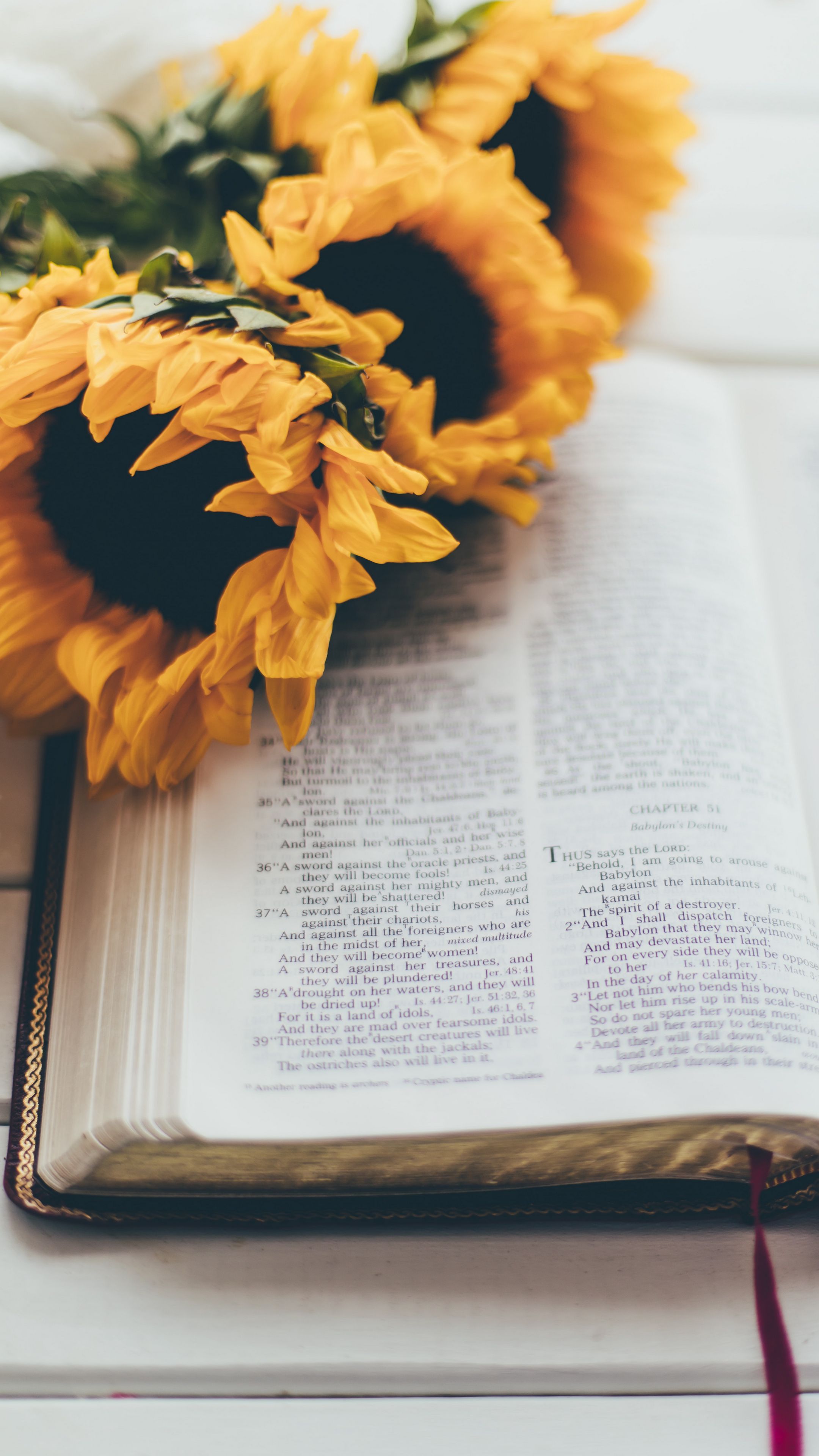 A sunflower is sitting on top of an open Bible. - Books