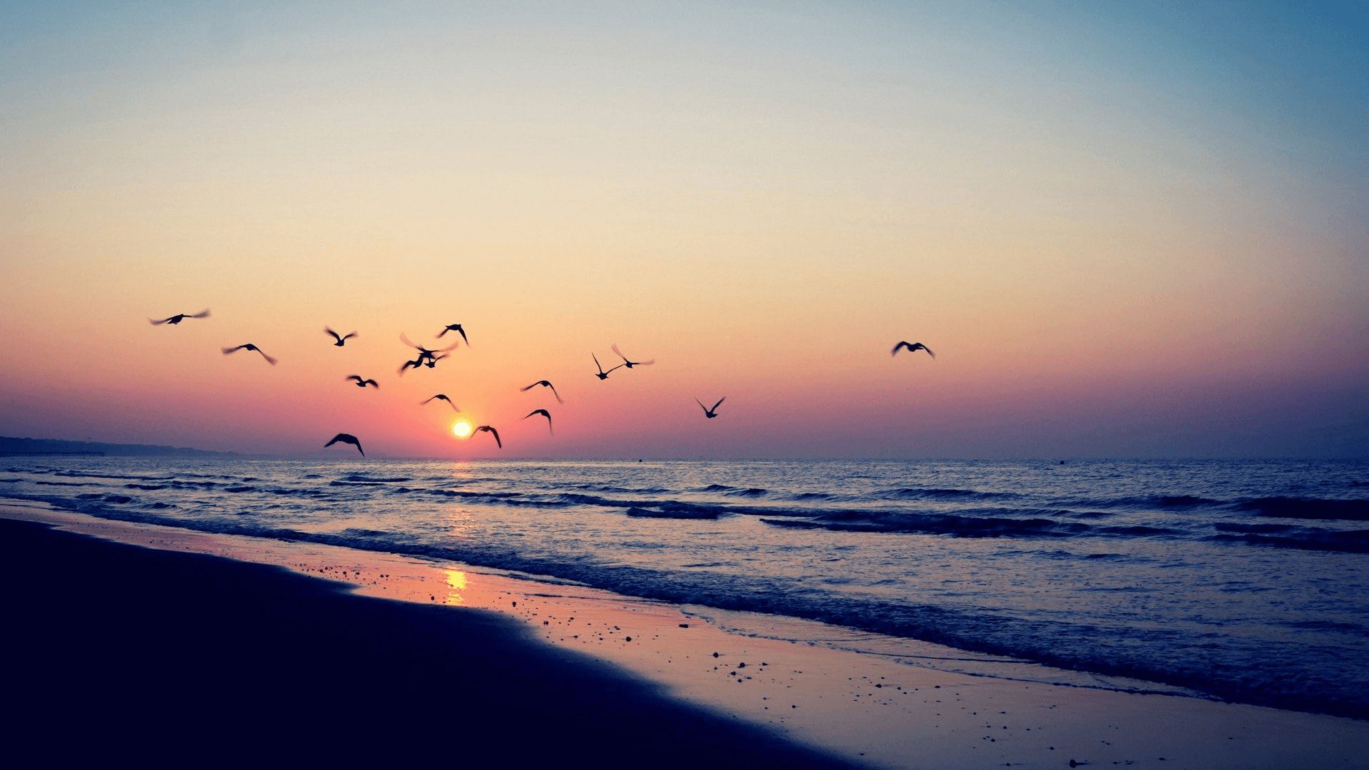 A flock of birds flying over the ocean during a sunset. - Summer