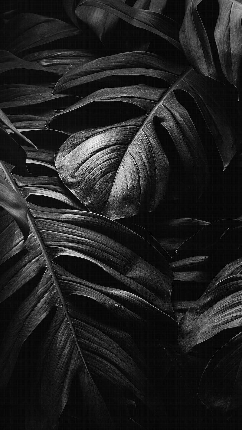 A black and white photo of some leaves - Leaves, Monstera