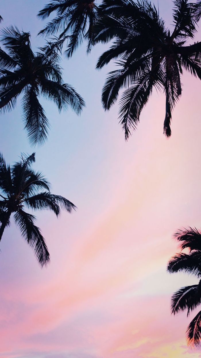 Palm trees, in the sunset, pink and blue sky, phone background - Summer
