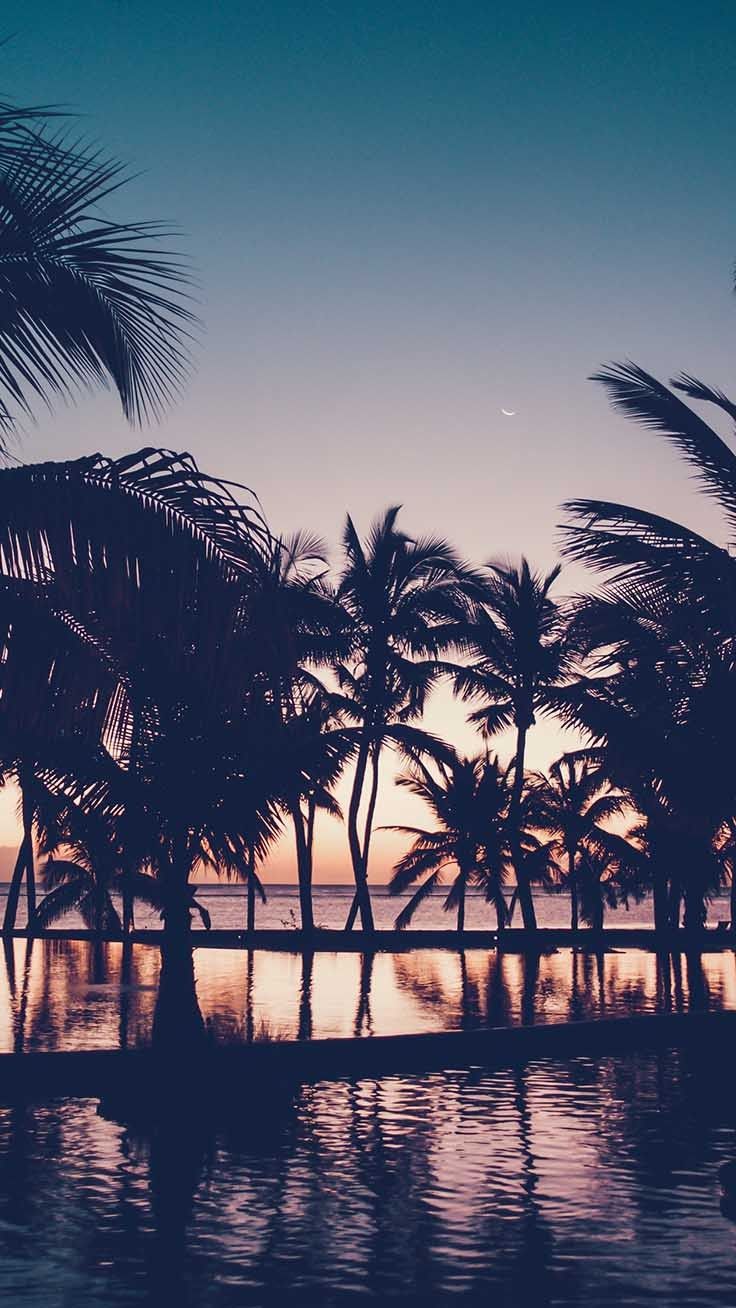 A view of palm trees and water at sunset - Beach, summer, palm tree