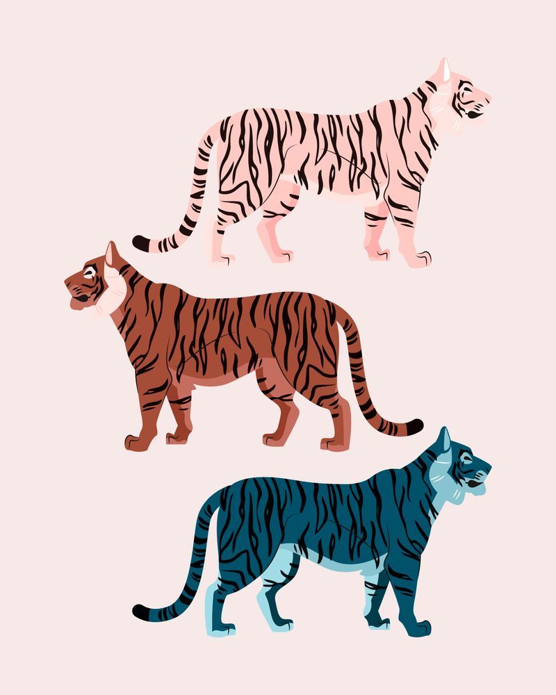 Three tigers of different colors on a pink background - Tiger