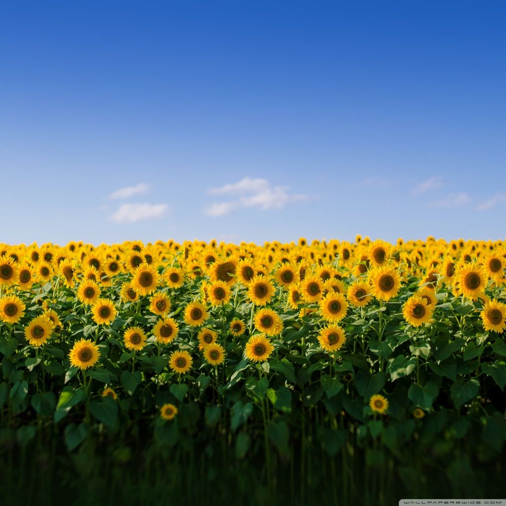 A field of sunflowers with blue sky in the background - Farm