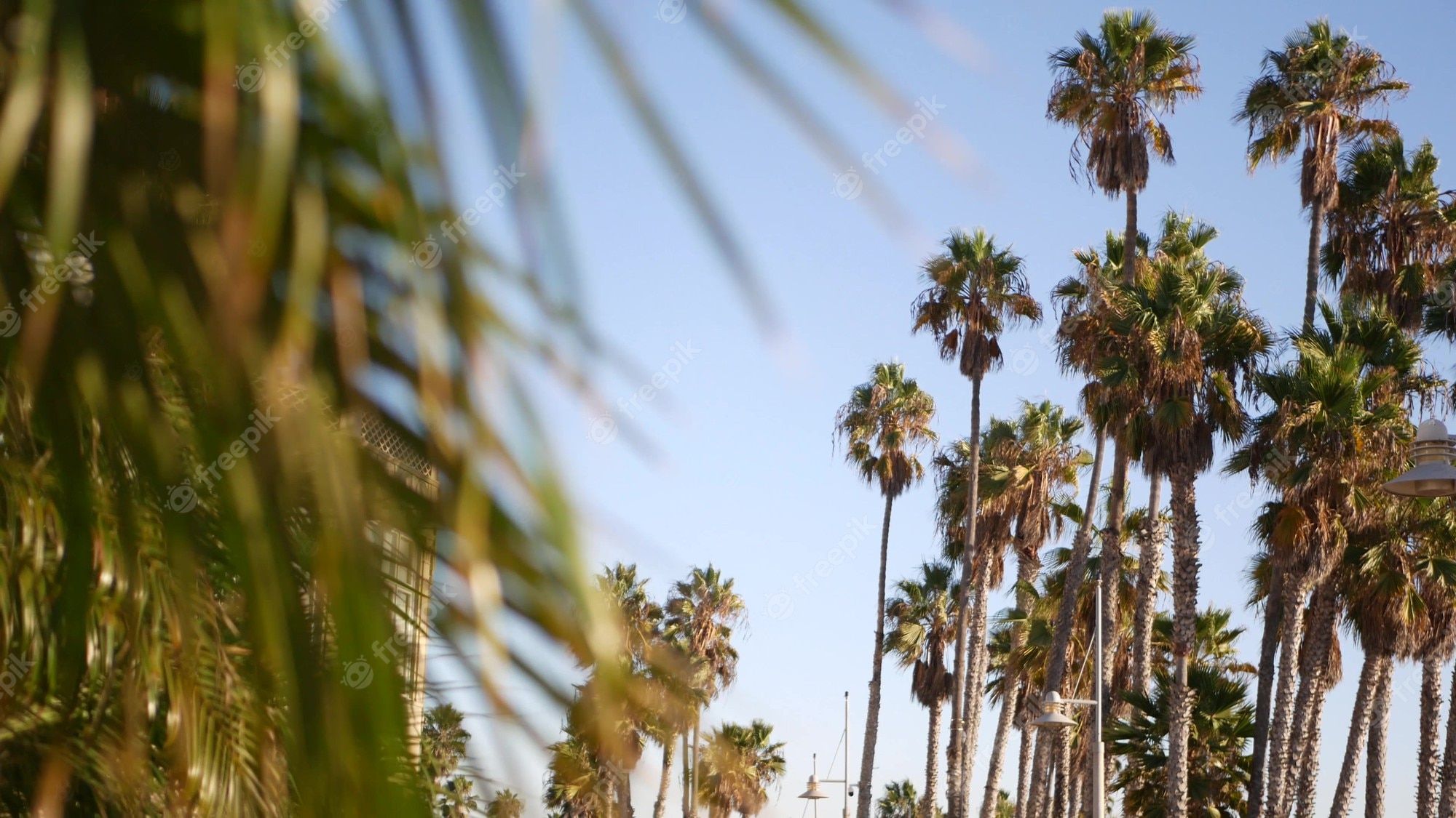 Palm trees on a sunny day - Los Angeles