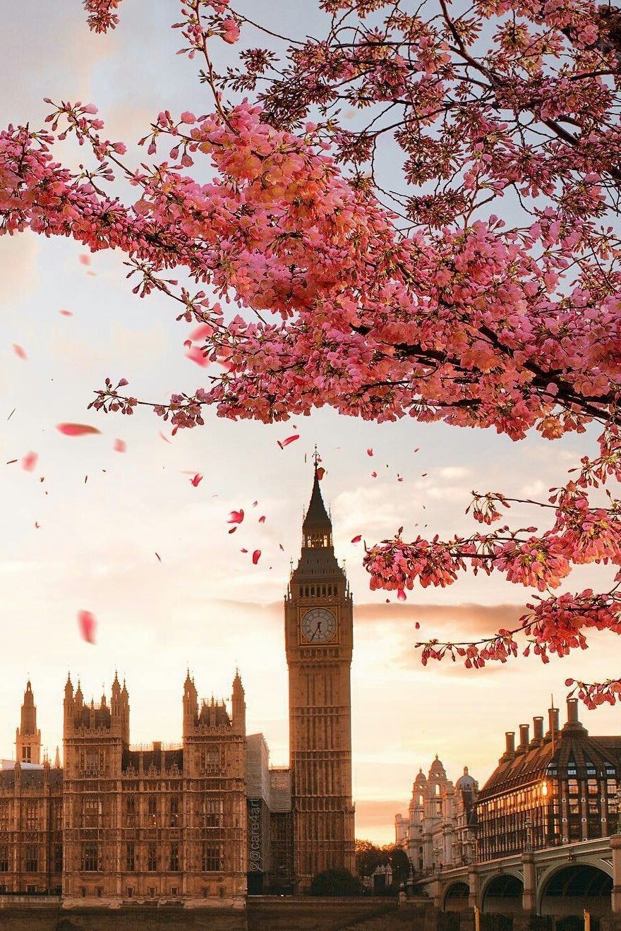 A large clock tower and buildings with pink flowers - London