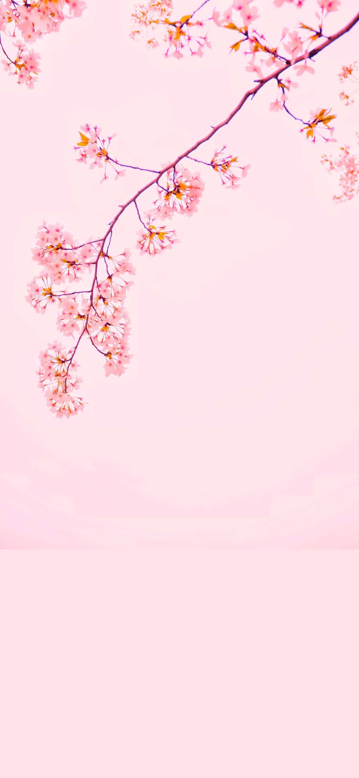 A branch of cherry blossoms on a pink background - Pink, pink phone, cute iPhone, cute pink, beautiful, cherry
