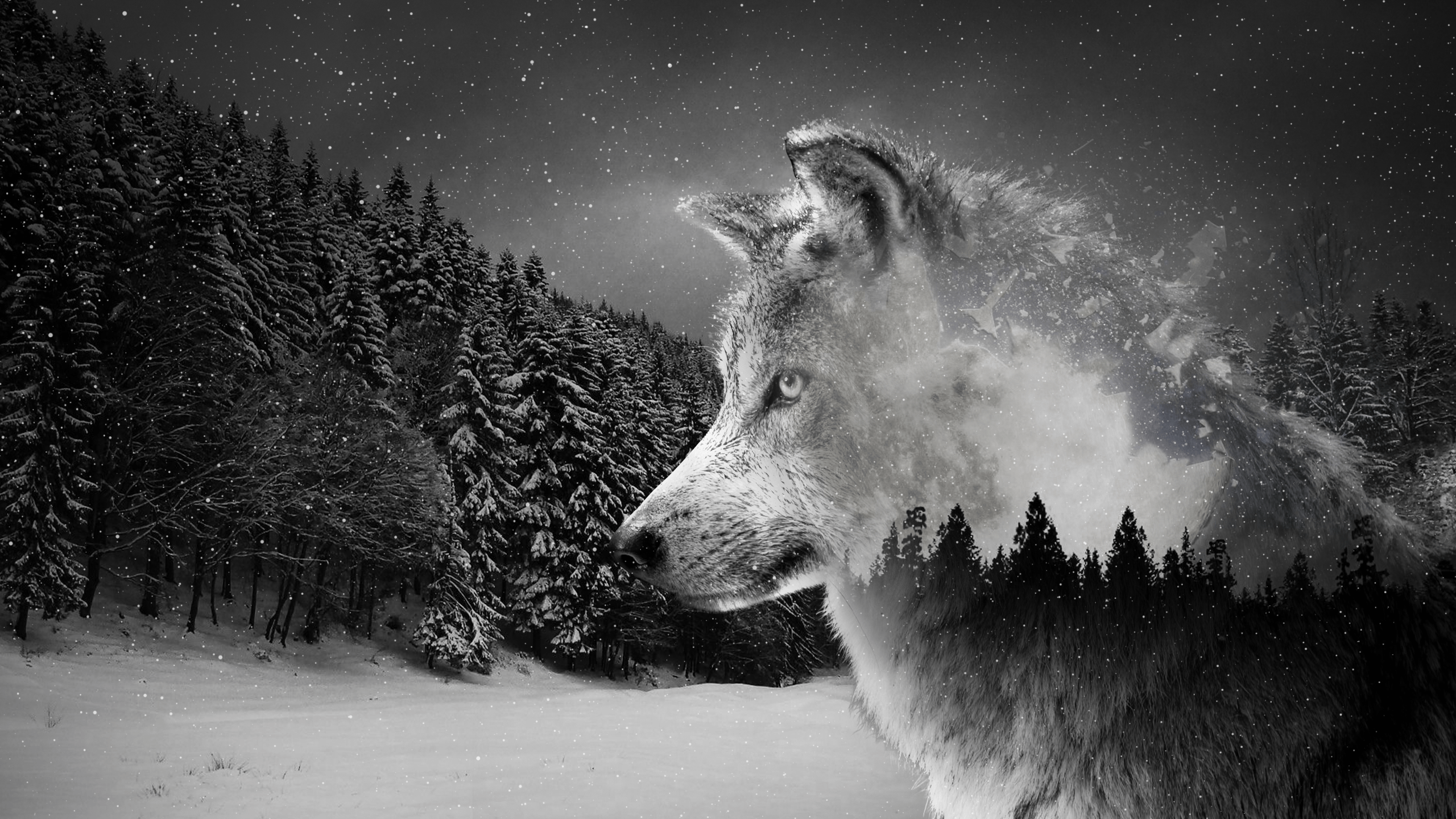 Silver Wolf. Wolf wallpaper, Wolf background, Laptop wallpaper desktop wallpaper