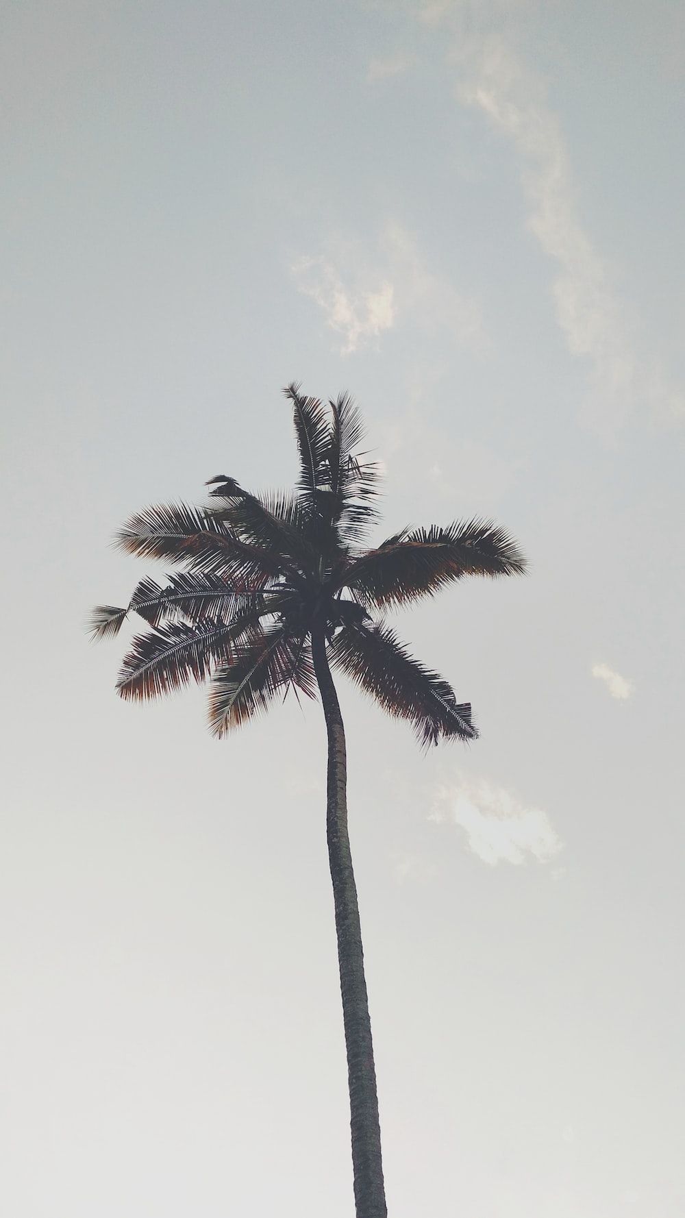 coconut tree under gray sky photo