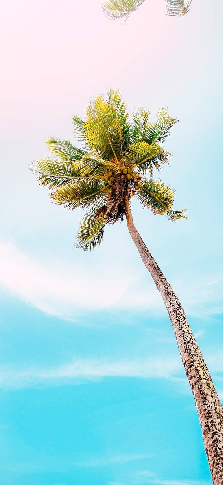 High coconut tree on a bright day 4K wallpaper [2610x5655] and [1080x2340]