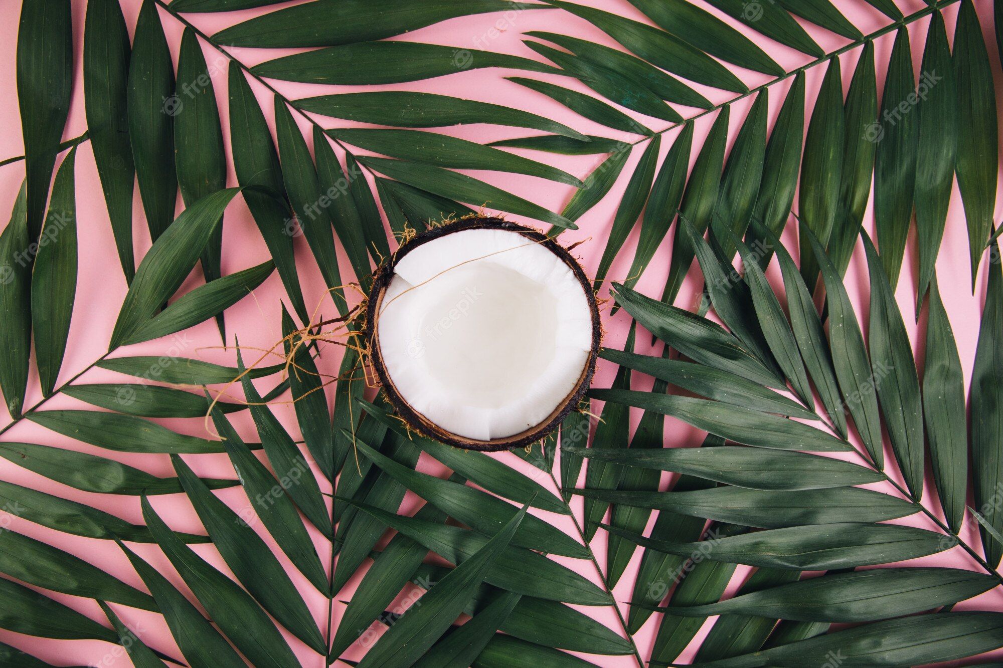 A coconut is surrounded by green leaves on pink - Coconut