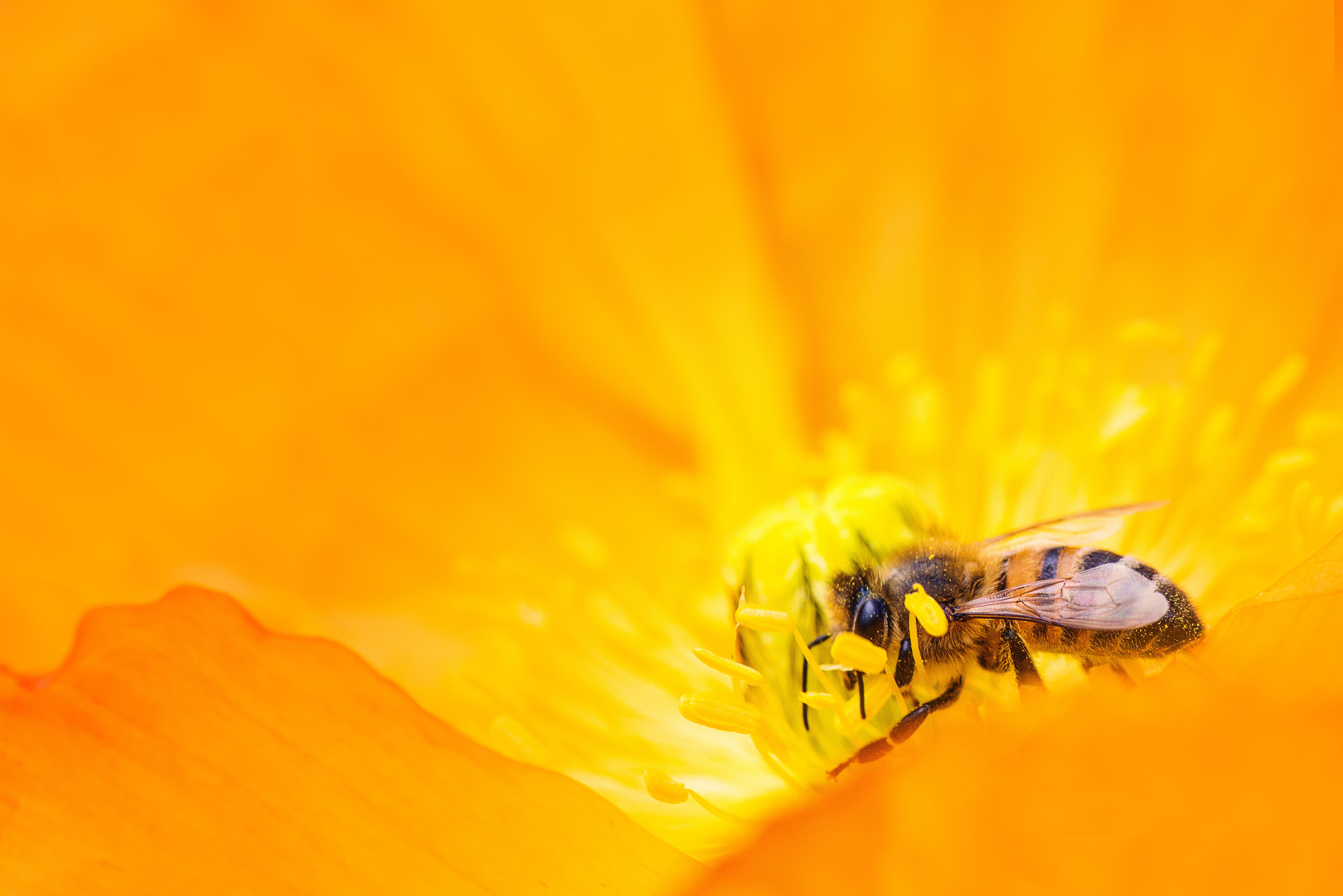 A bee is on the inside of an orange flower - Honey