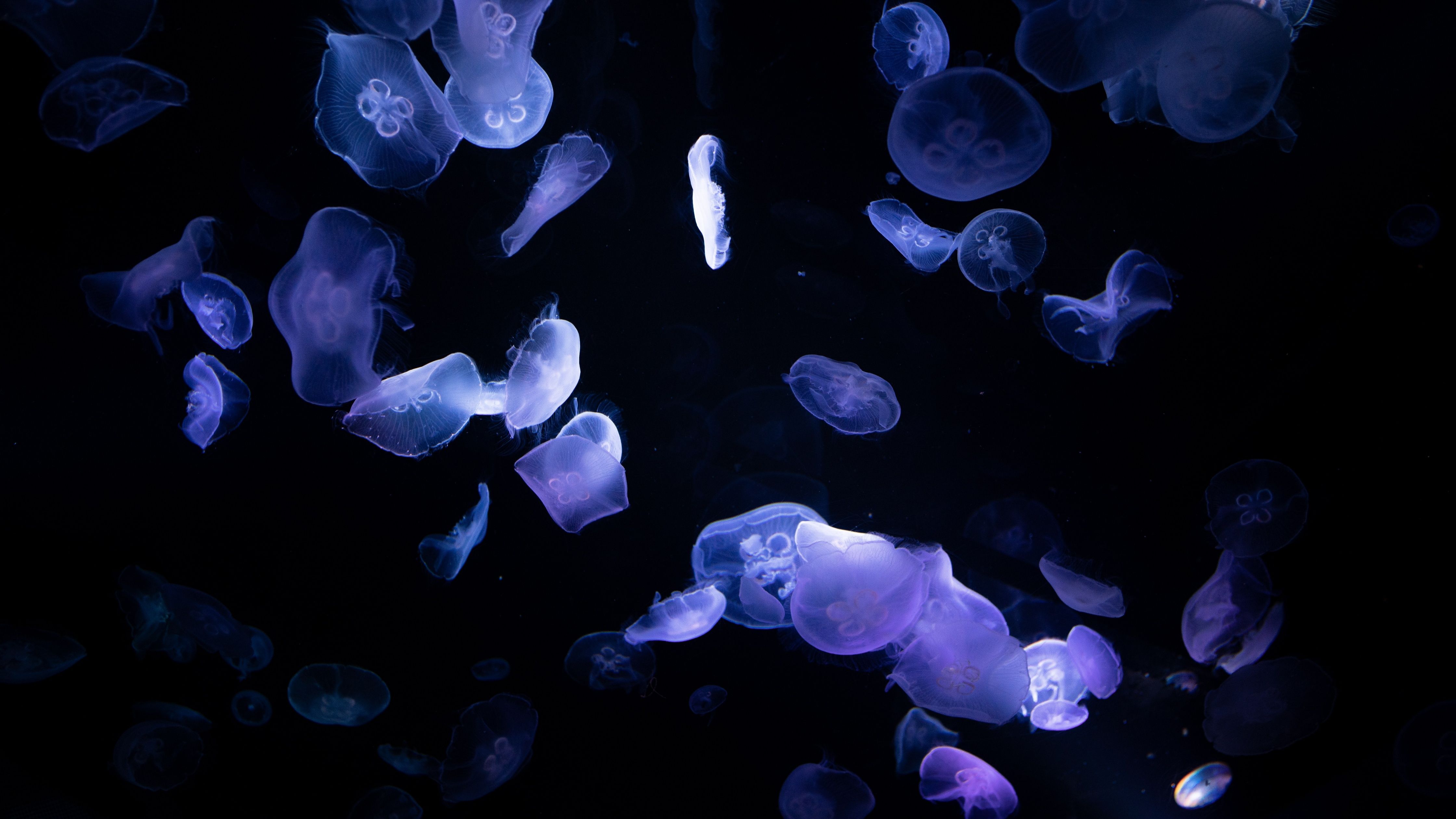 A group of jellyfish floating in the water - Underwater
