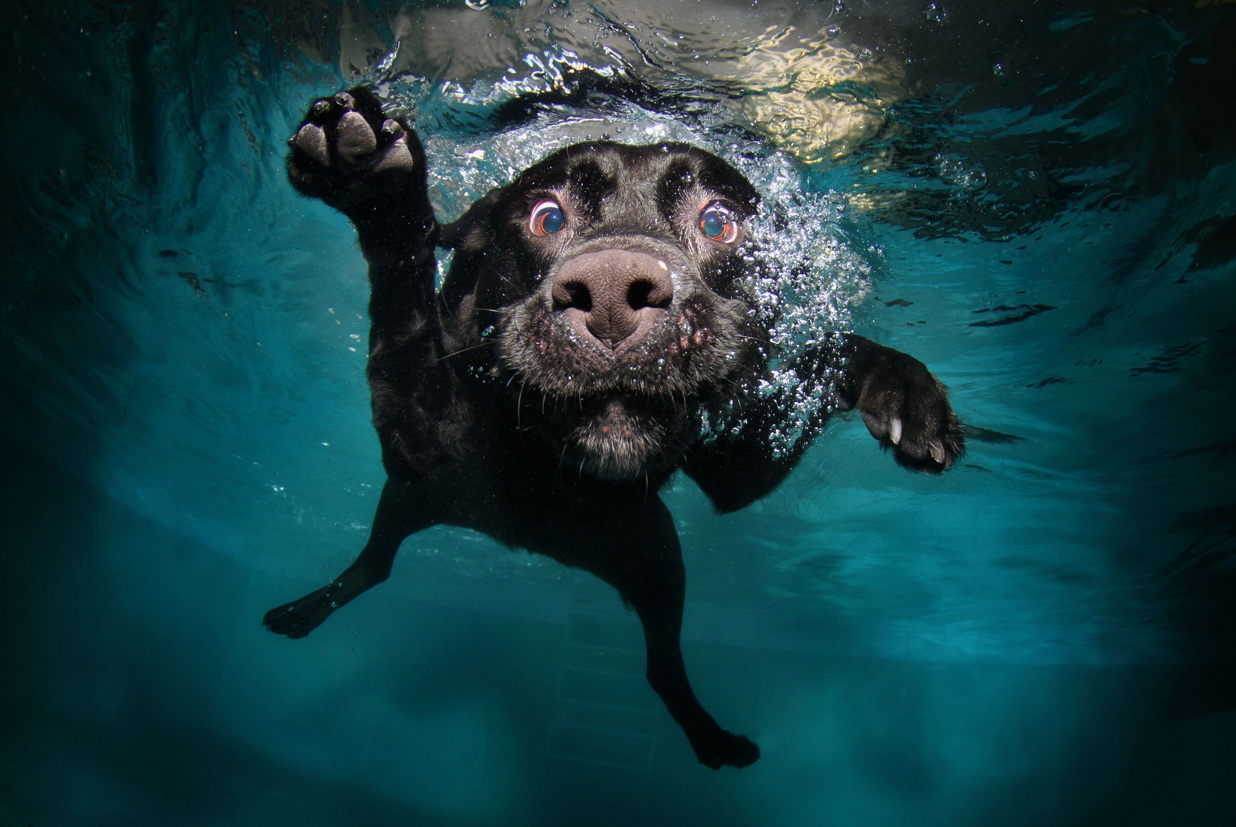 A black dog swimming in a pool - Underwater, dog