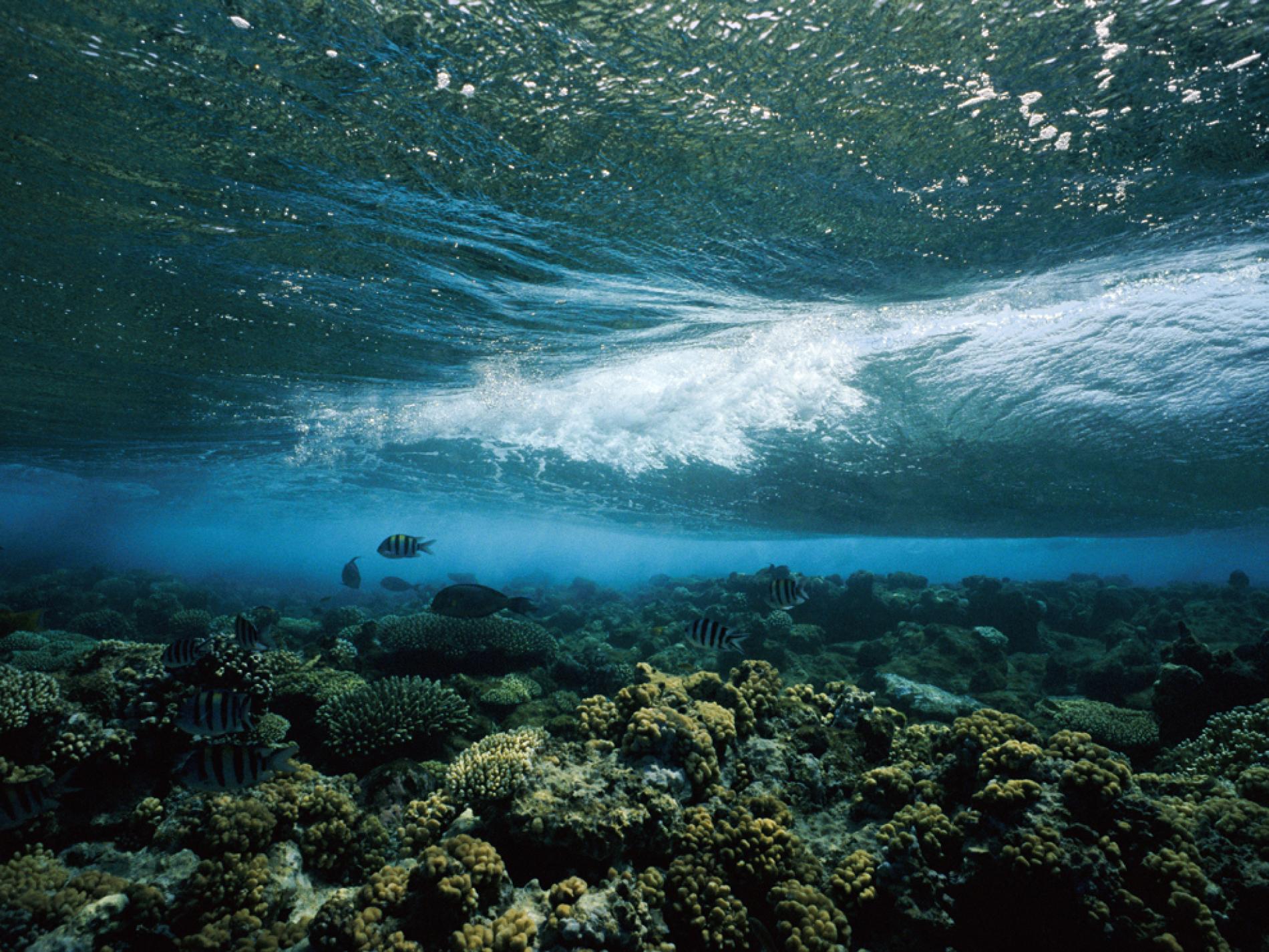A wave breaks over a coral reef in the Indian Ocean. - Underwater