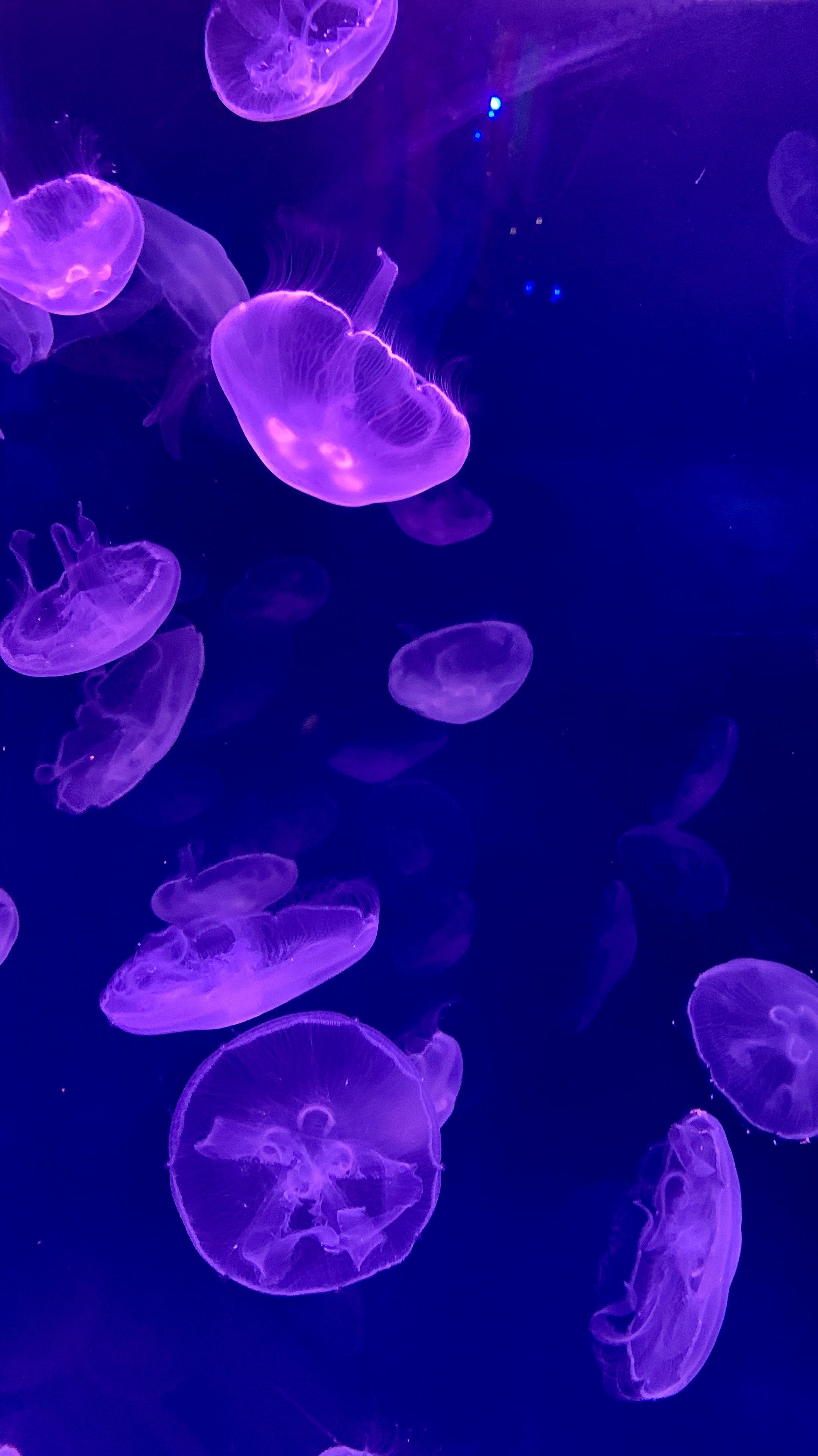 A group of jellyfish swimming in a blue tank. - Underwater