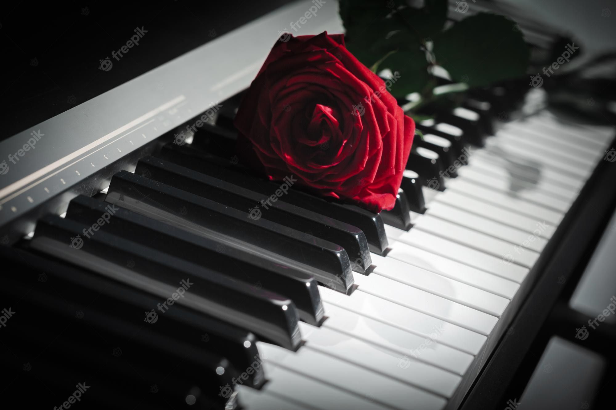 Piano Rose Image