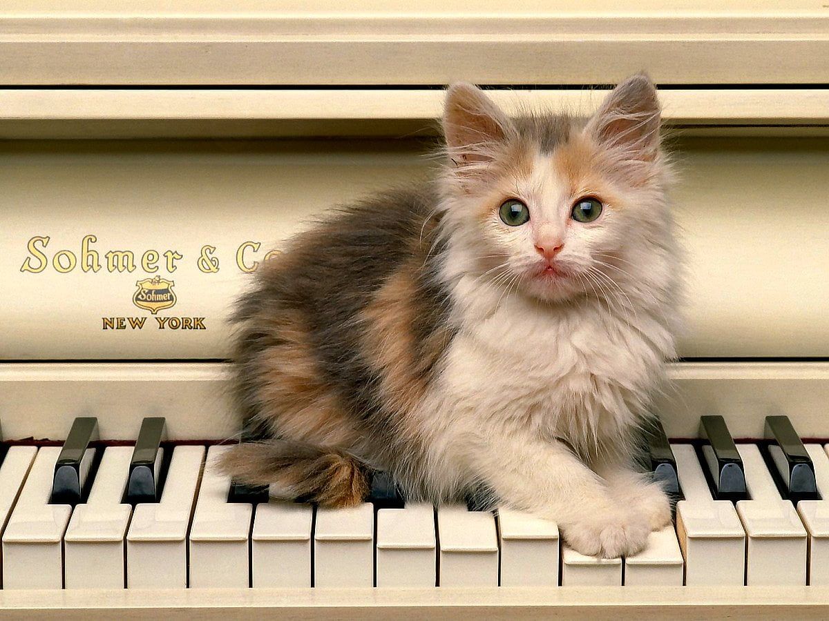 A kitten sitting on top of a piano. - Piano