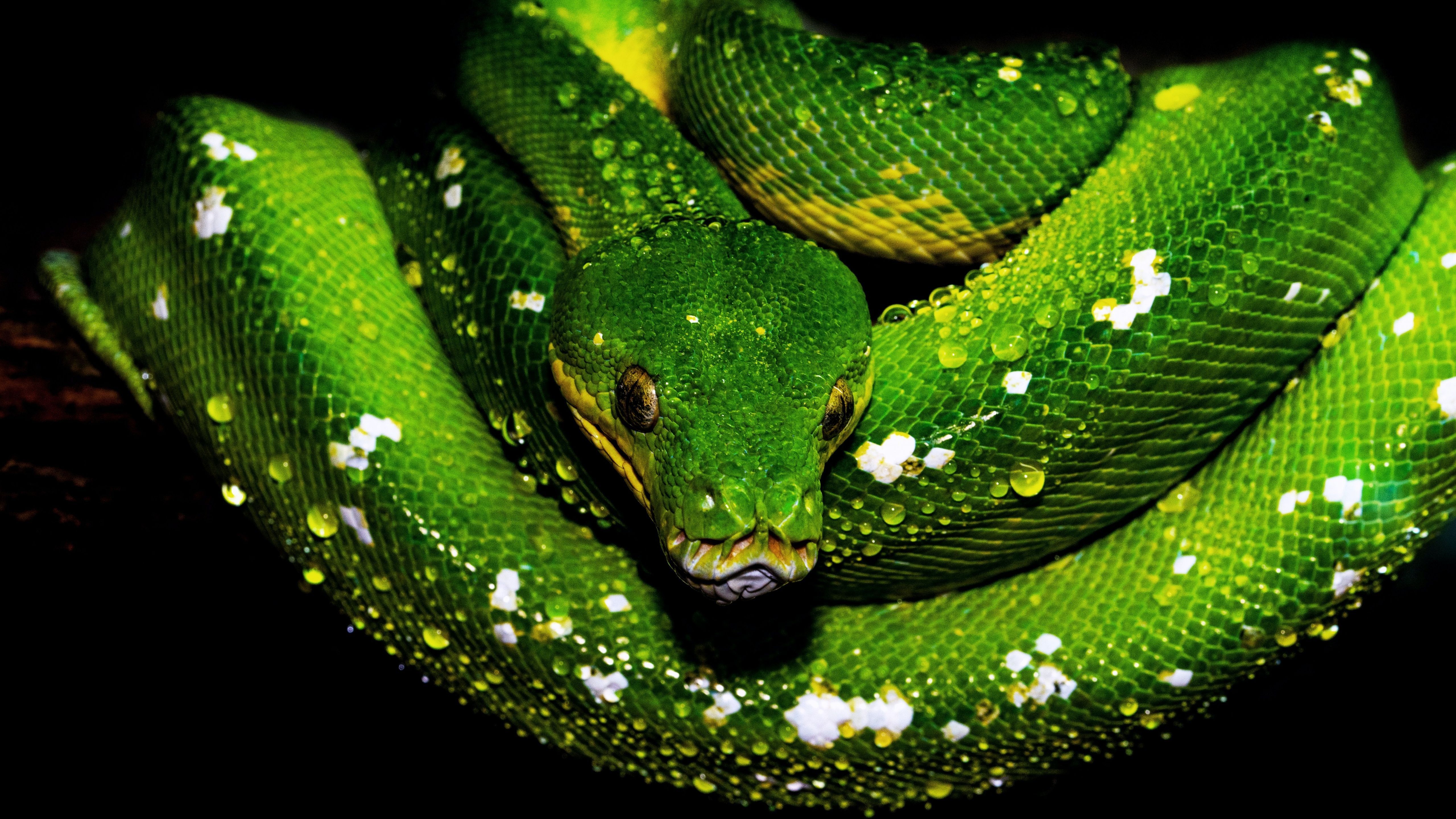 Tree Python Wallpaper 4K, Green snake, Animals