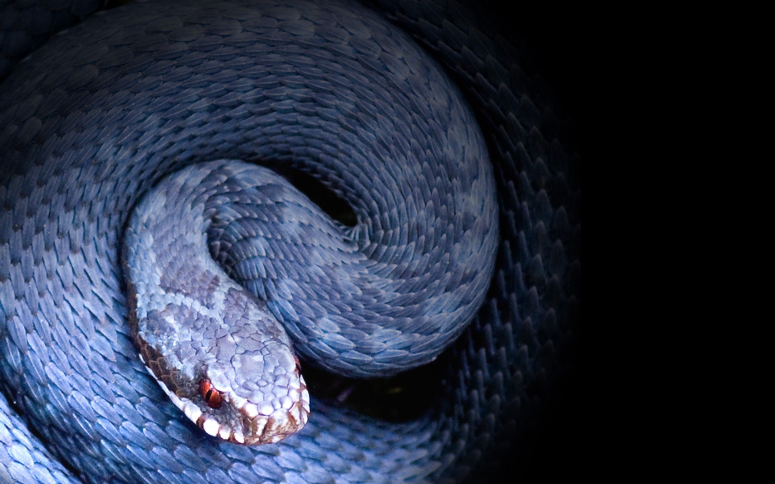 A blue snake wrapped up in a spiral. - Snake