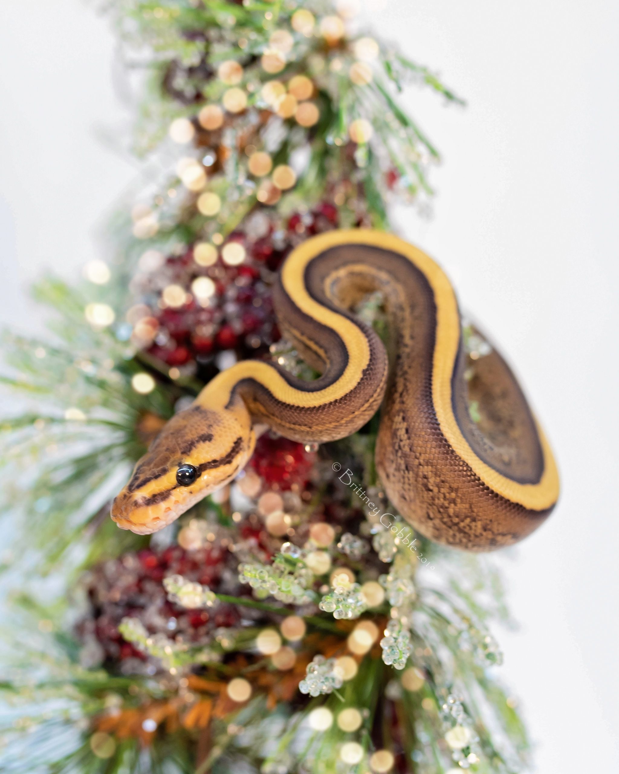 A snake is crawling up the christmas tree - Snake