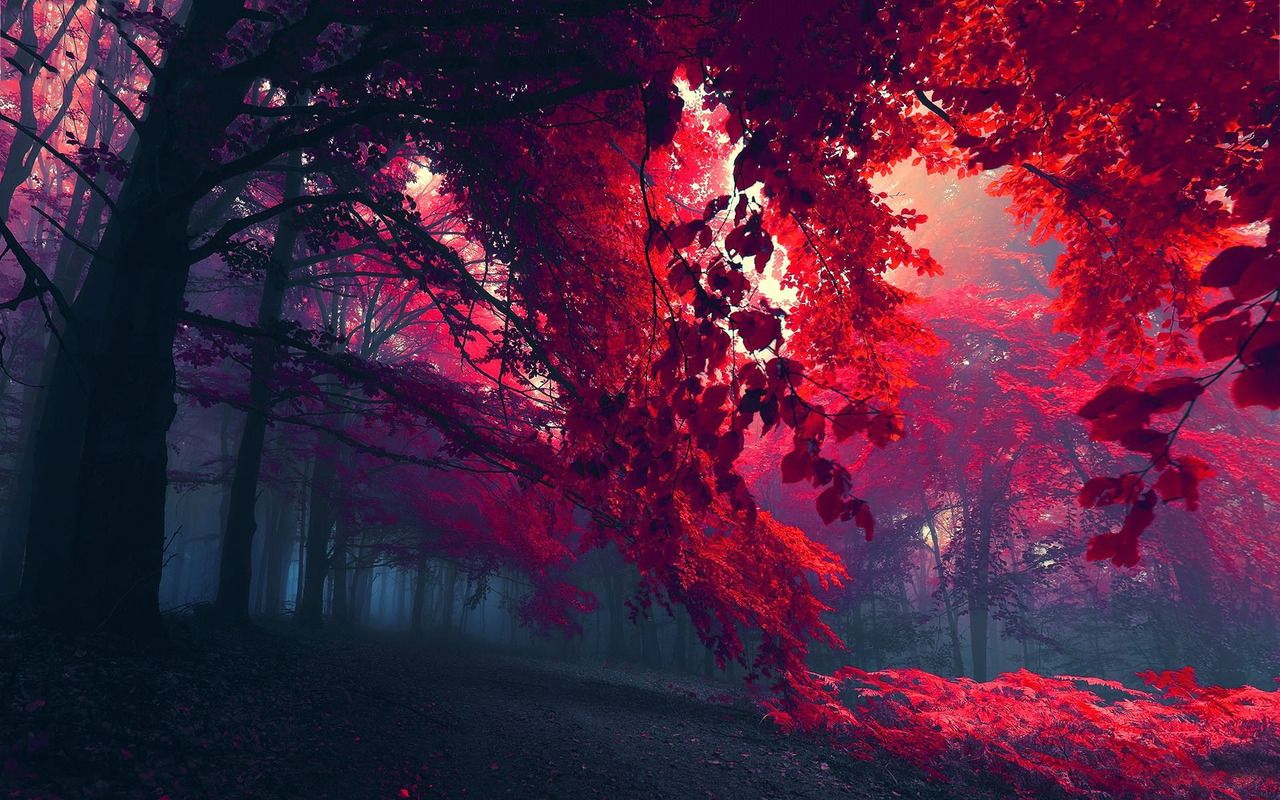 A forest with red leaves - Grunge, 90s
