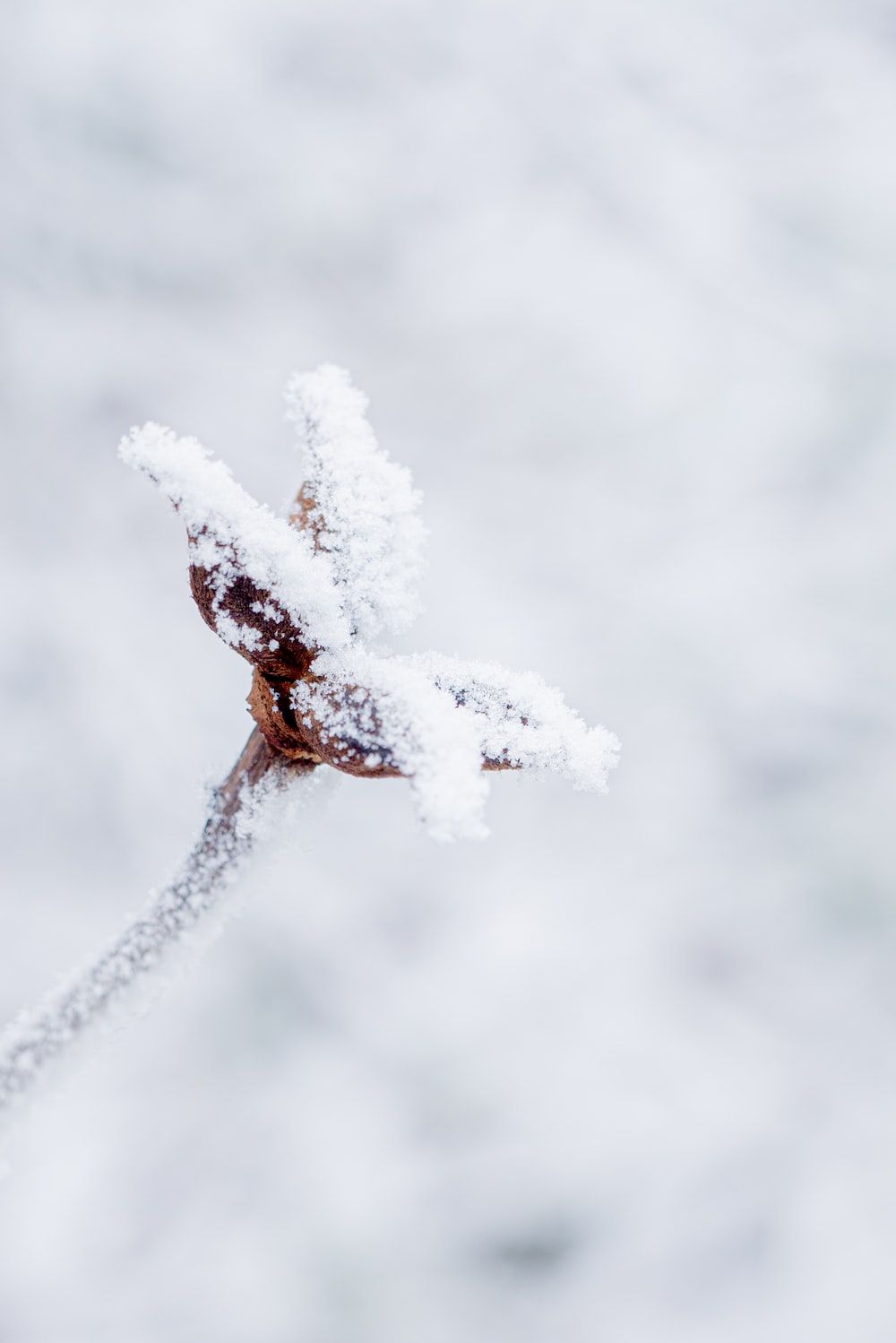 A close up of a branch covered in snow - Winter