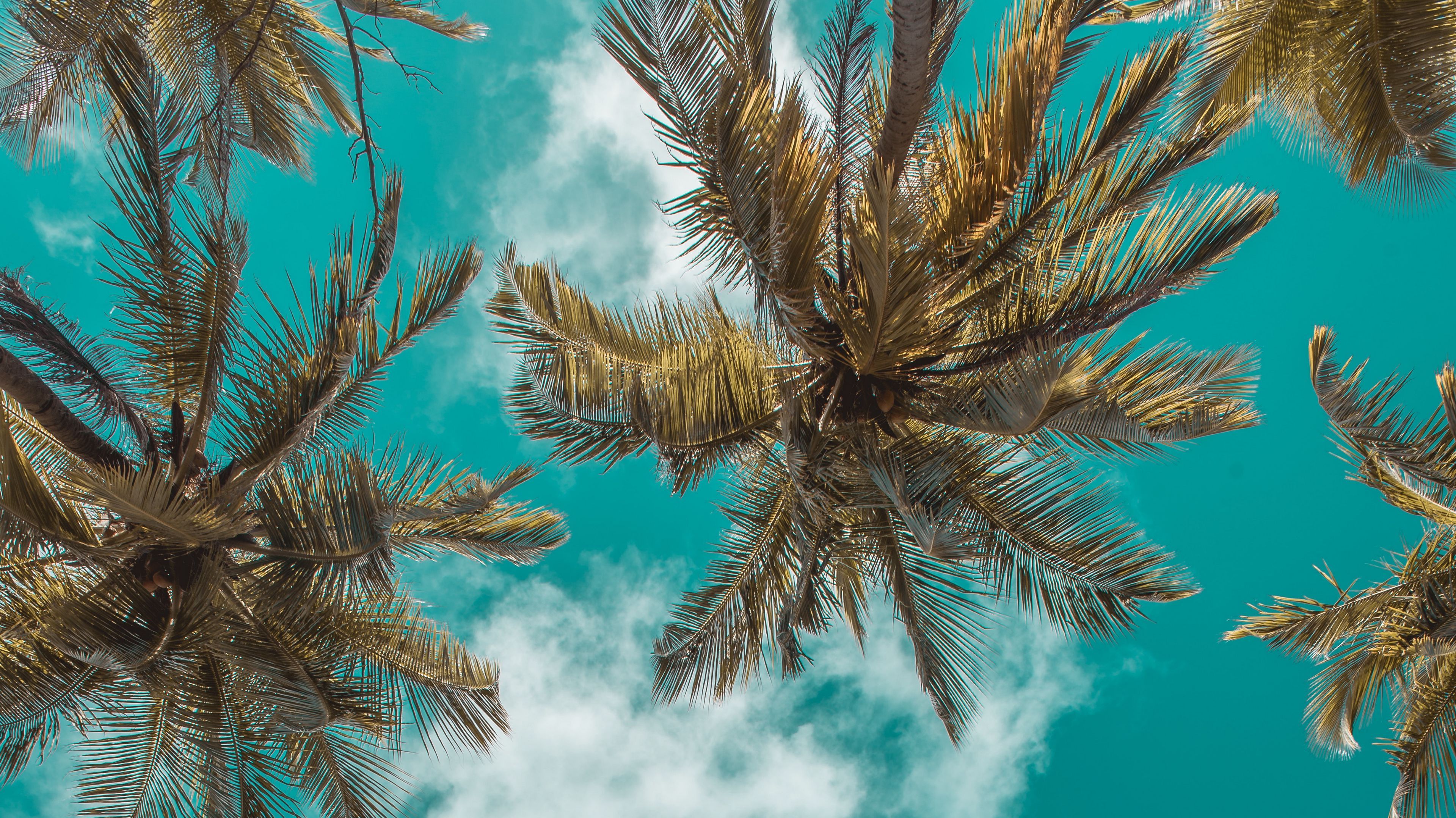 Wallpaper / palm tree, leaves, branches, sky, tropics, vegetation, tree, 4k free download