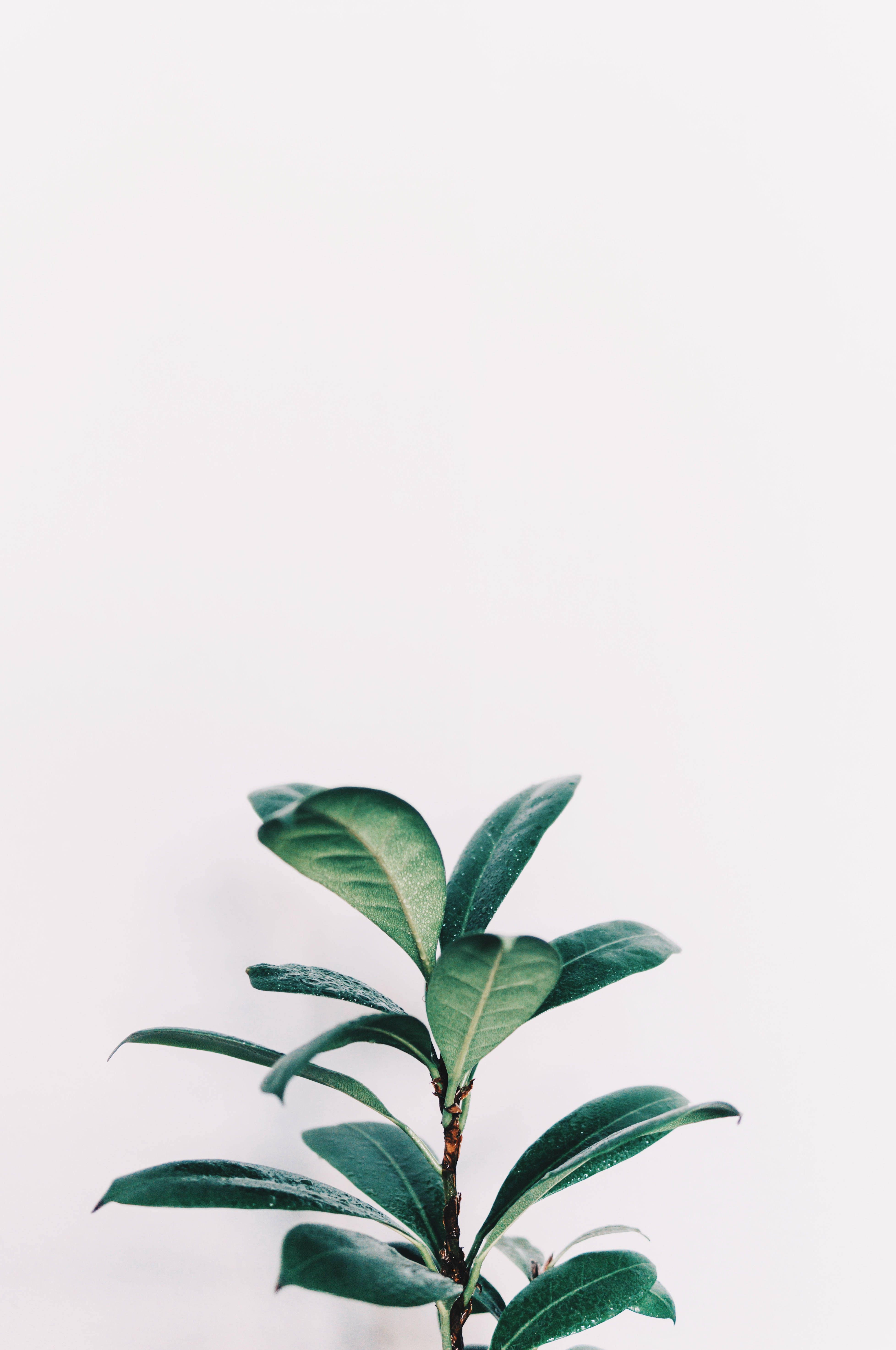 Download Rubber Plant Sage Green Aesthetic Wallpaper