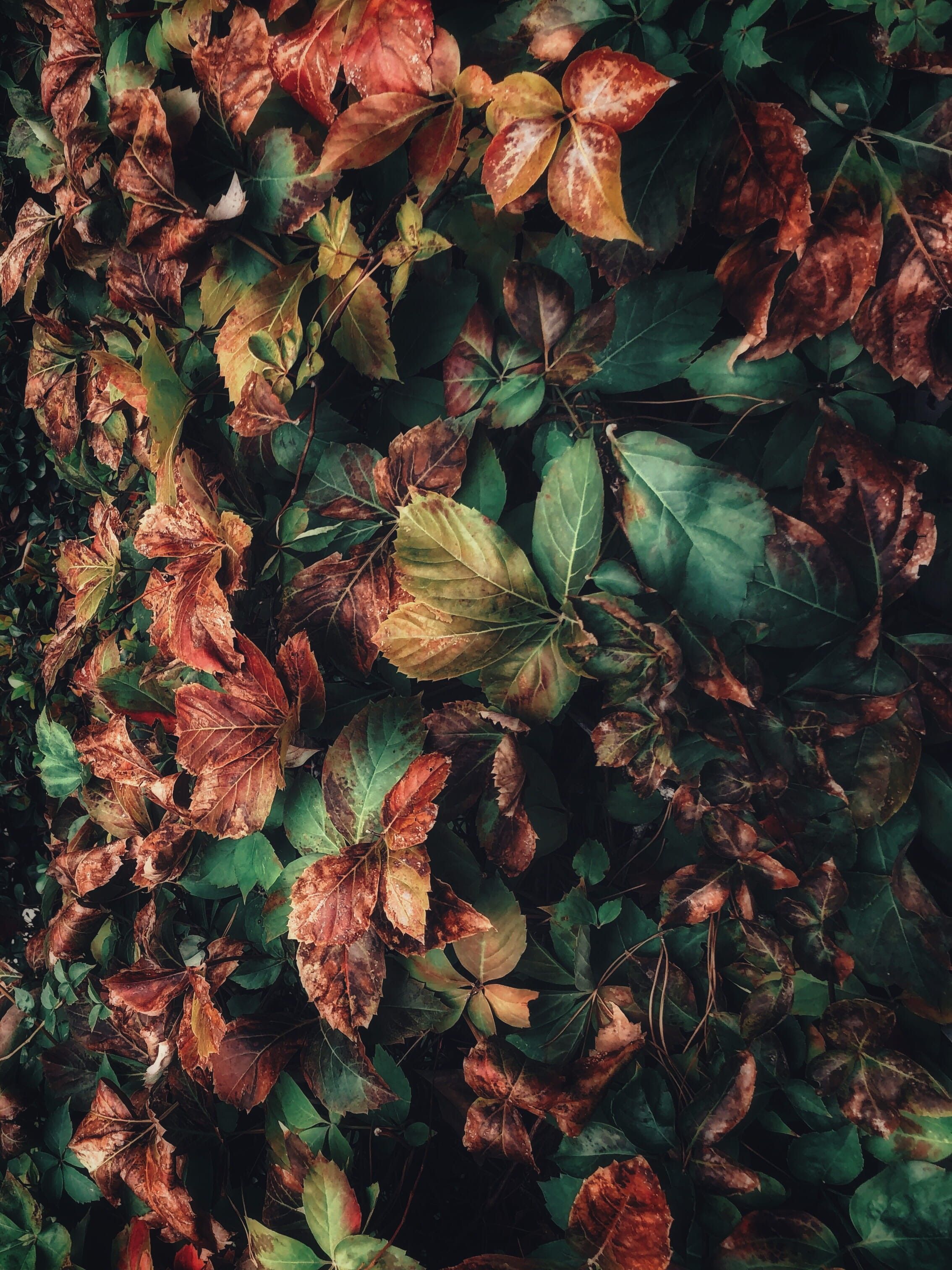 Wallpaper / Vulnerability, Aesthetic, Iphone, Winter, Beauty In Nature, Change, Iphone Wallpaper, Hd, Close Up, Shot On Iphone, Leaves, Colors, Mobile Wallpaper, Wilted Plant Free Download