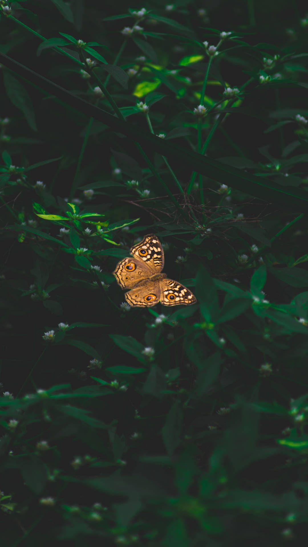 A butterfly sitting on top of some leaves - Dark, dark green, butterfly