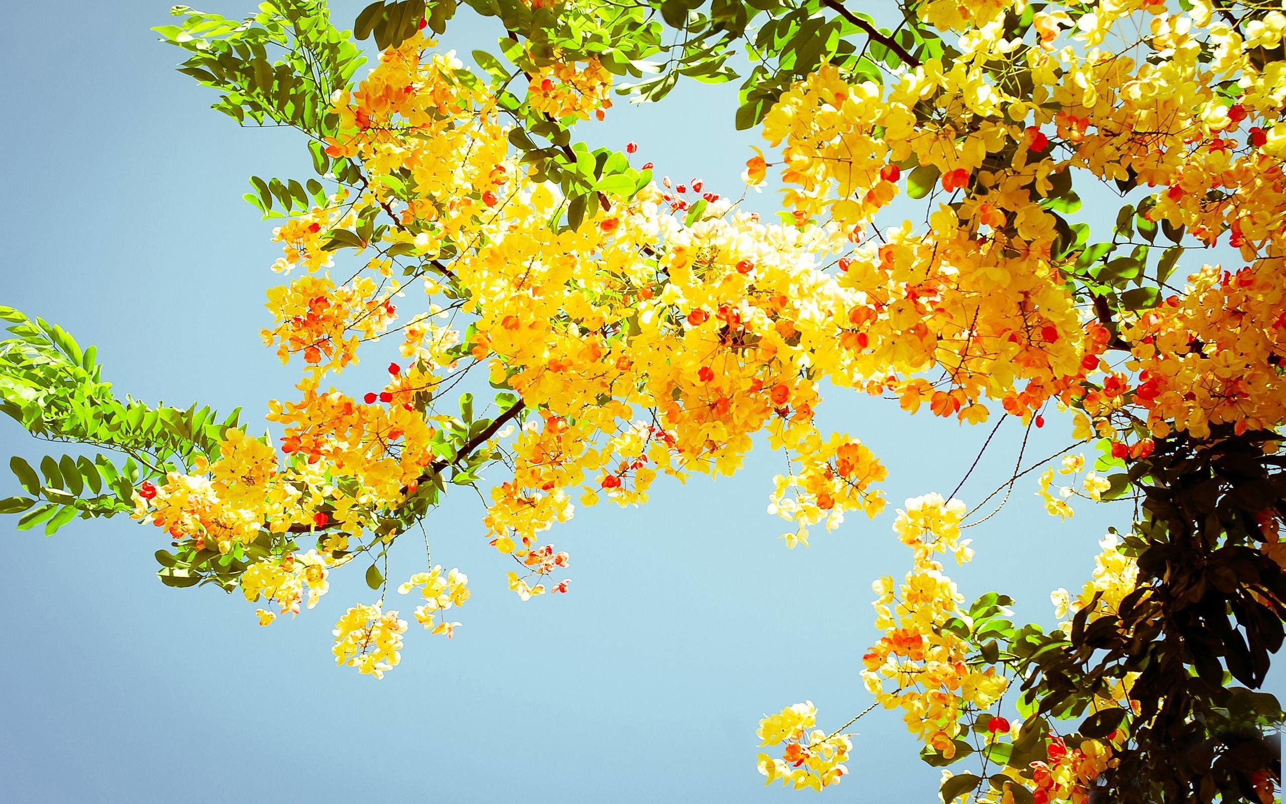 A tree with yellow flowers and green leaves. - Summer