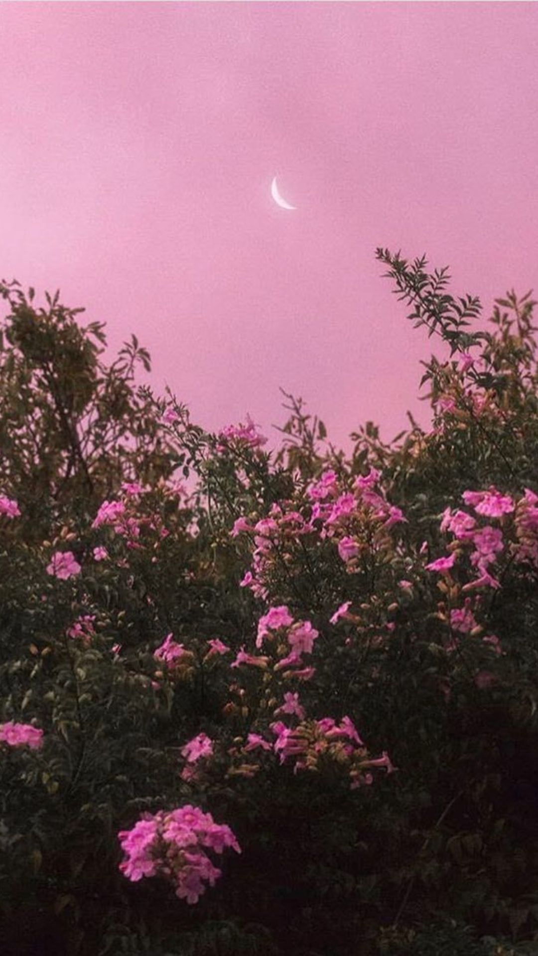 A pink sky with clouds and flowers - Pink, cute pink, pink phone