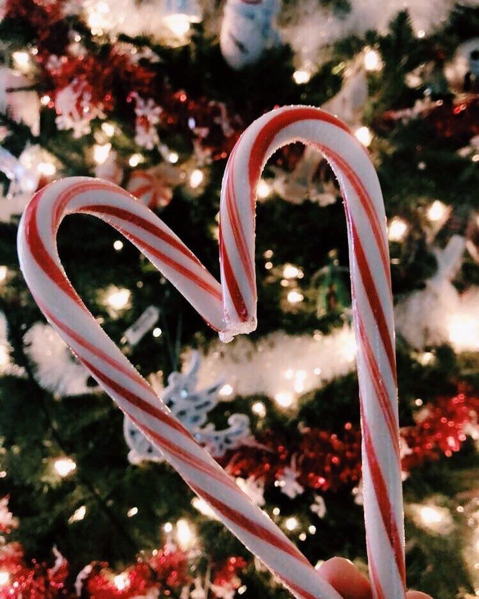 Two candy canes forming a heart shape in front of a Christmas tree - Candy cane