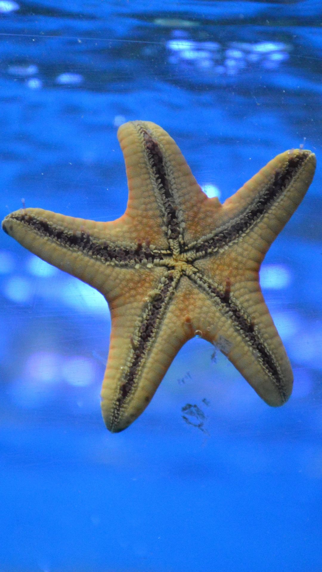Starfish Underwater Swim Wallpaper - [1080x1920]