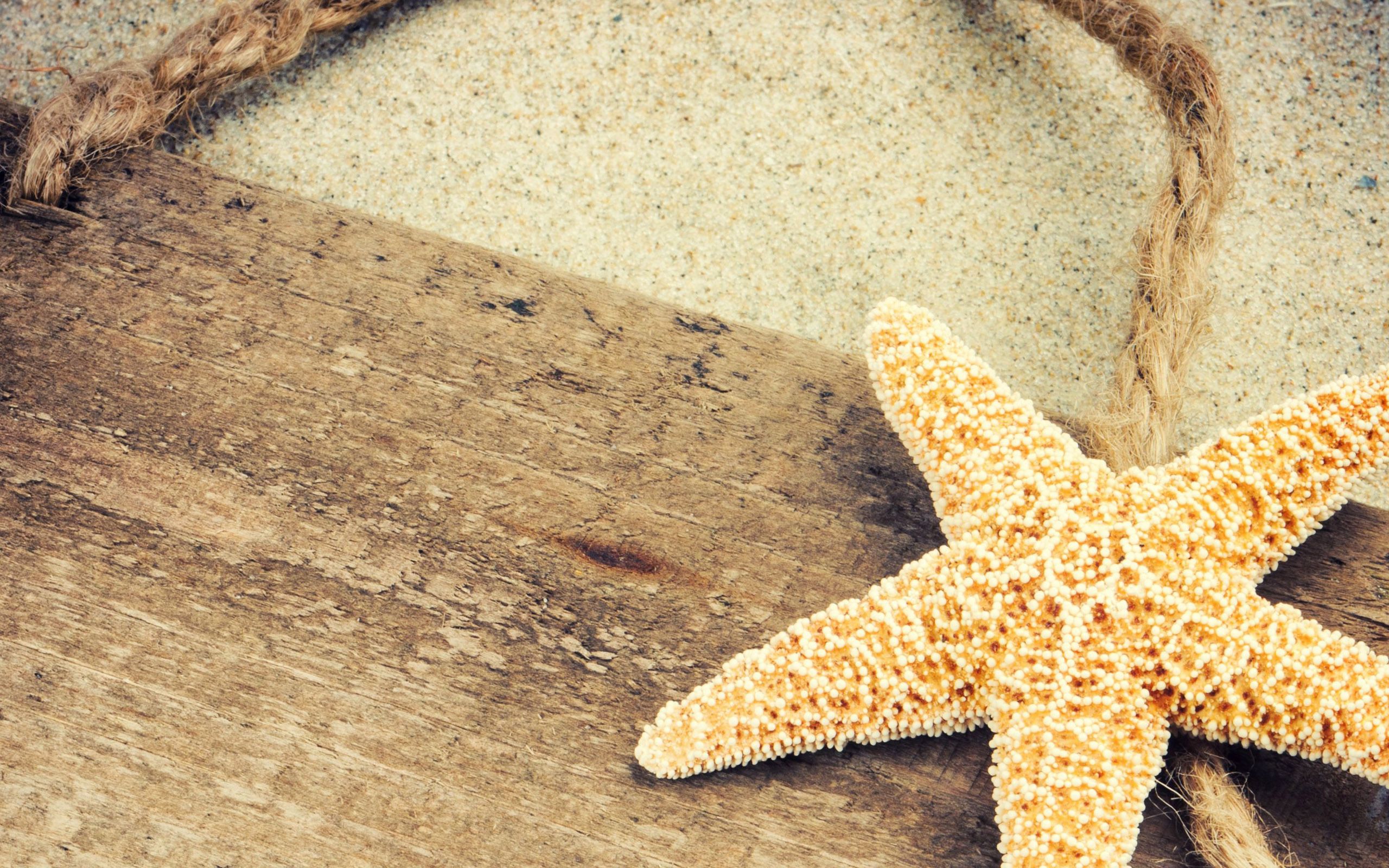 A starfish on a wooden board with sand - Starfish