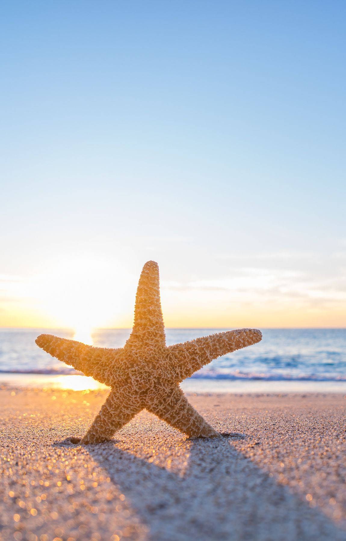 A starfish on the beach at sunset - Starfish