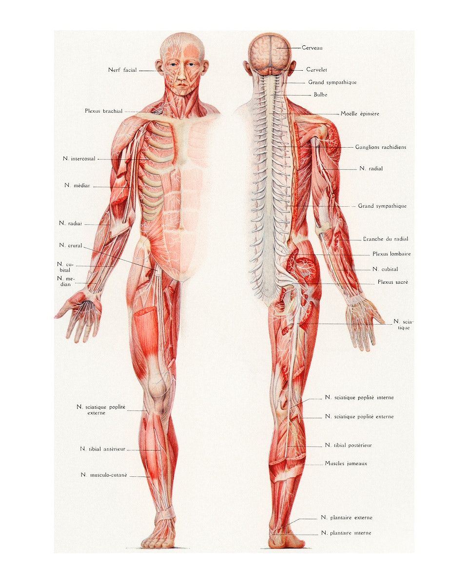 A diagram of the human muscles and their functions - Anatomy