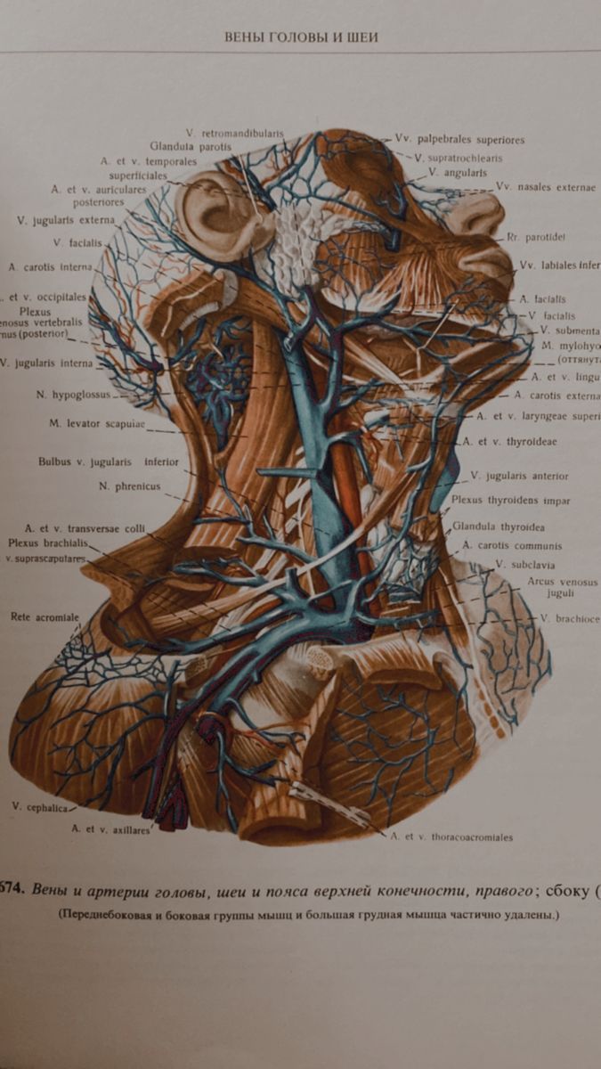 A close up of an illustration showing the human body - Anatomy